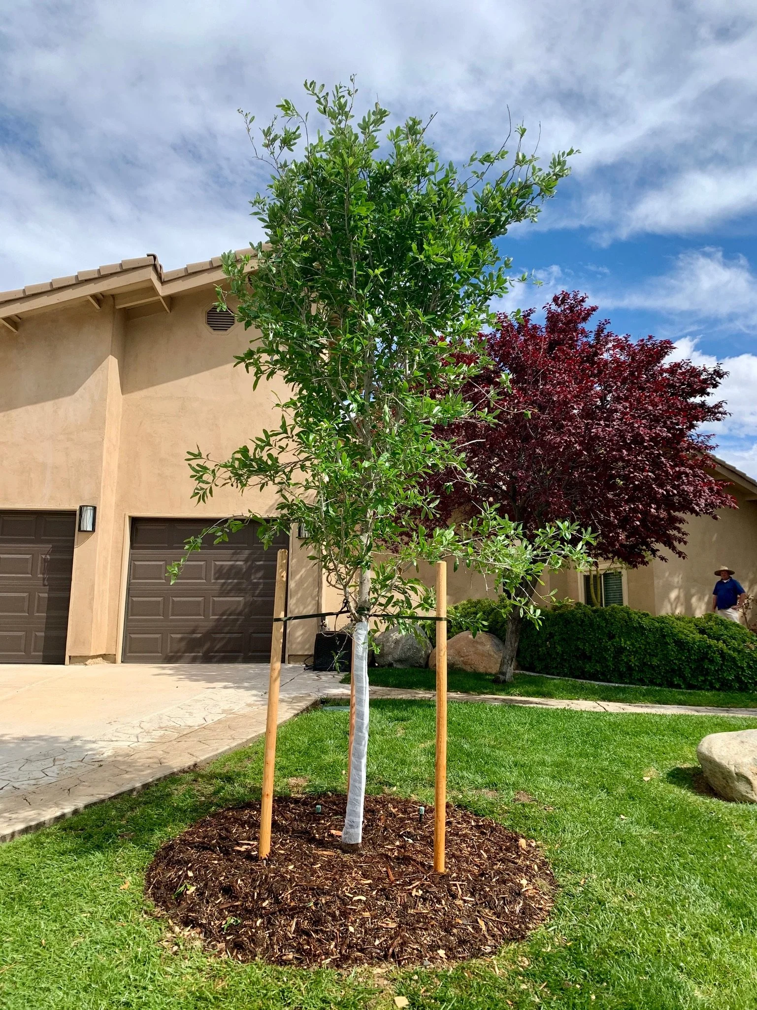 Young tree planted in a landscaped yard with a beige house and other trees in the background.