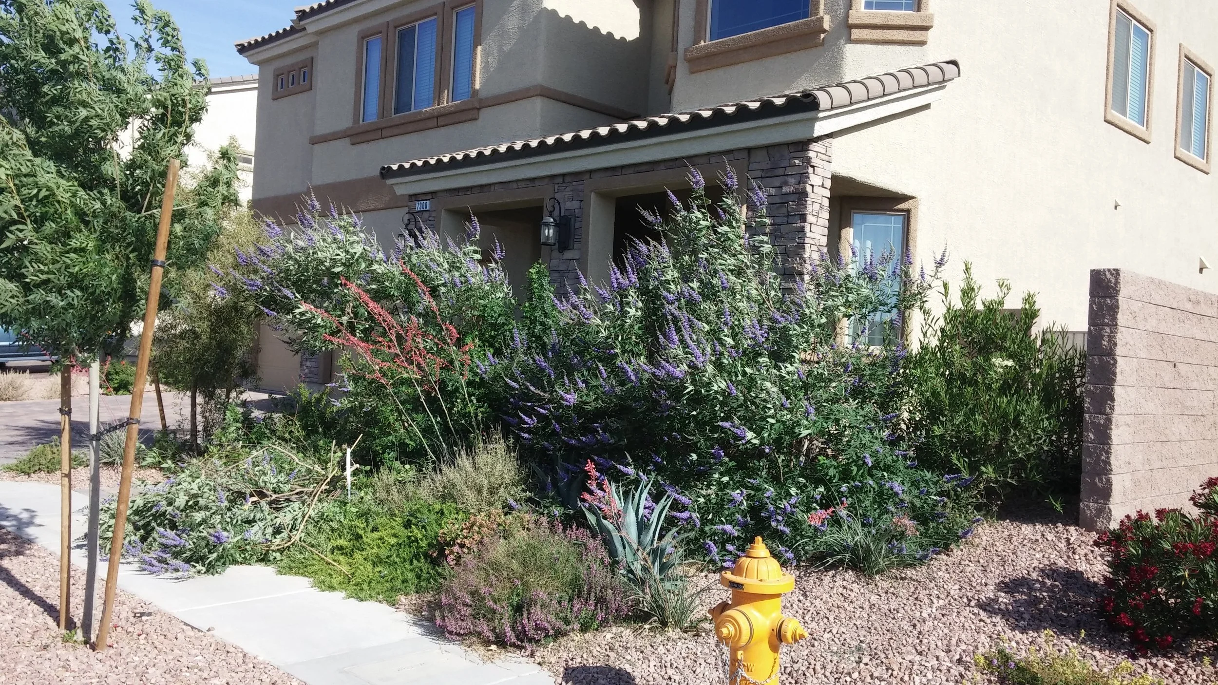 A house with a garden featuring purple, pink, and green plants, a yellow fire hydrant, and a stone wall on the right.