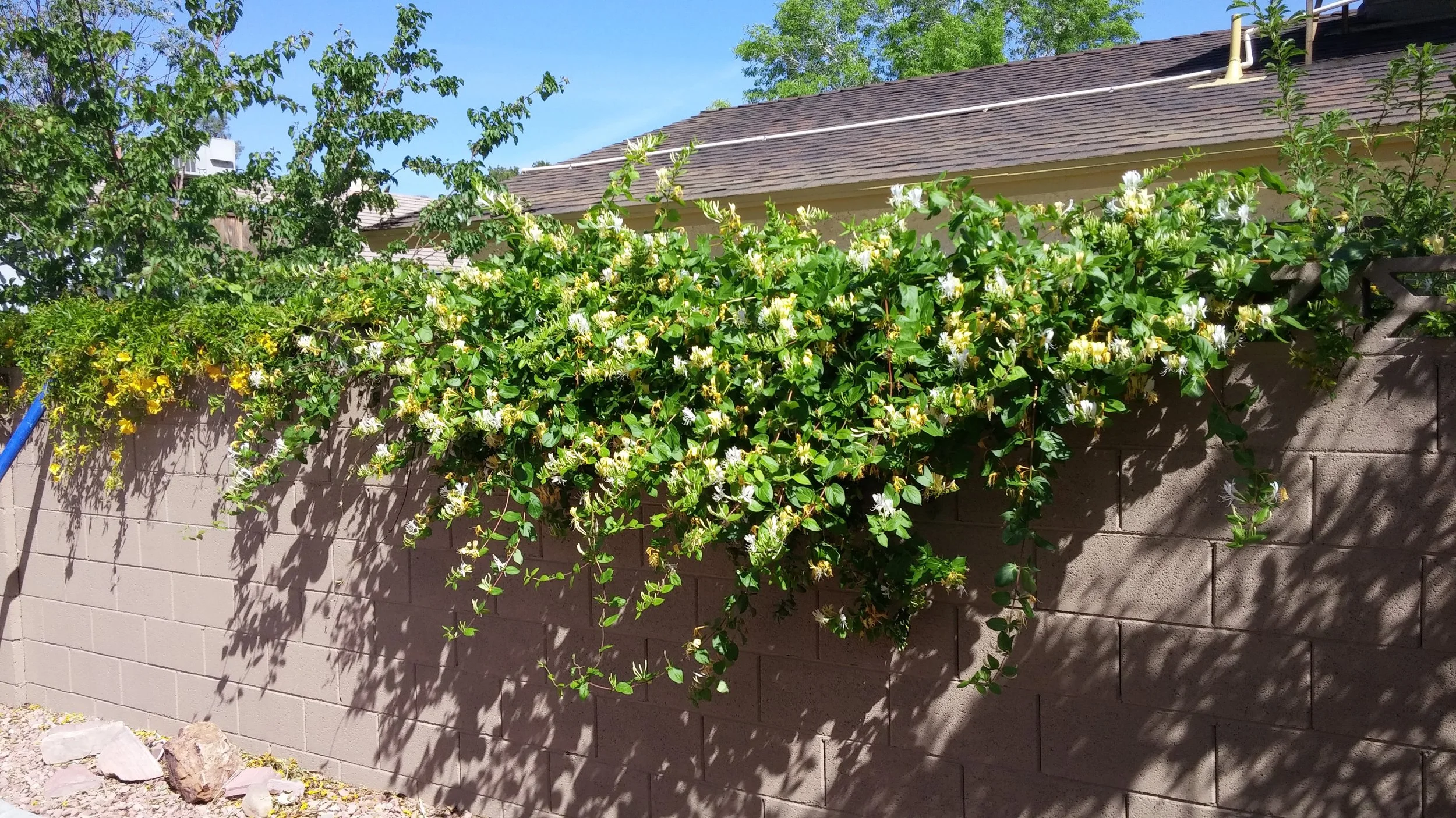 Flowering green vine with white and yellow flowers growing over a brown brick wall in a backyard with tree shadows and a house roof in the background.
