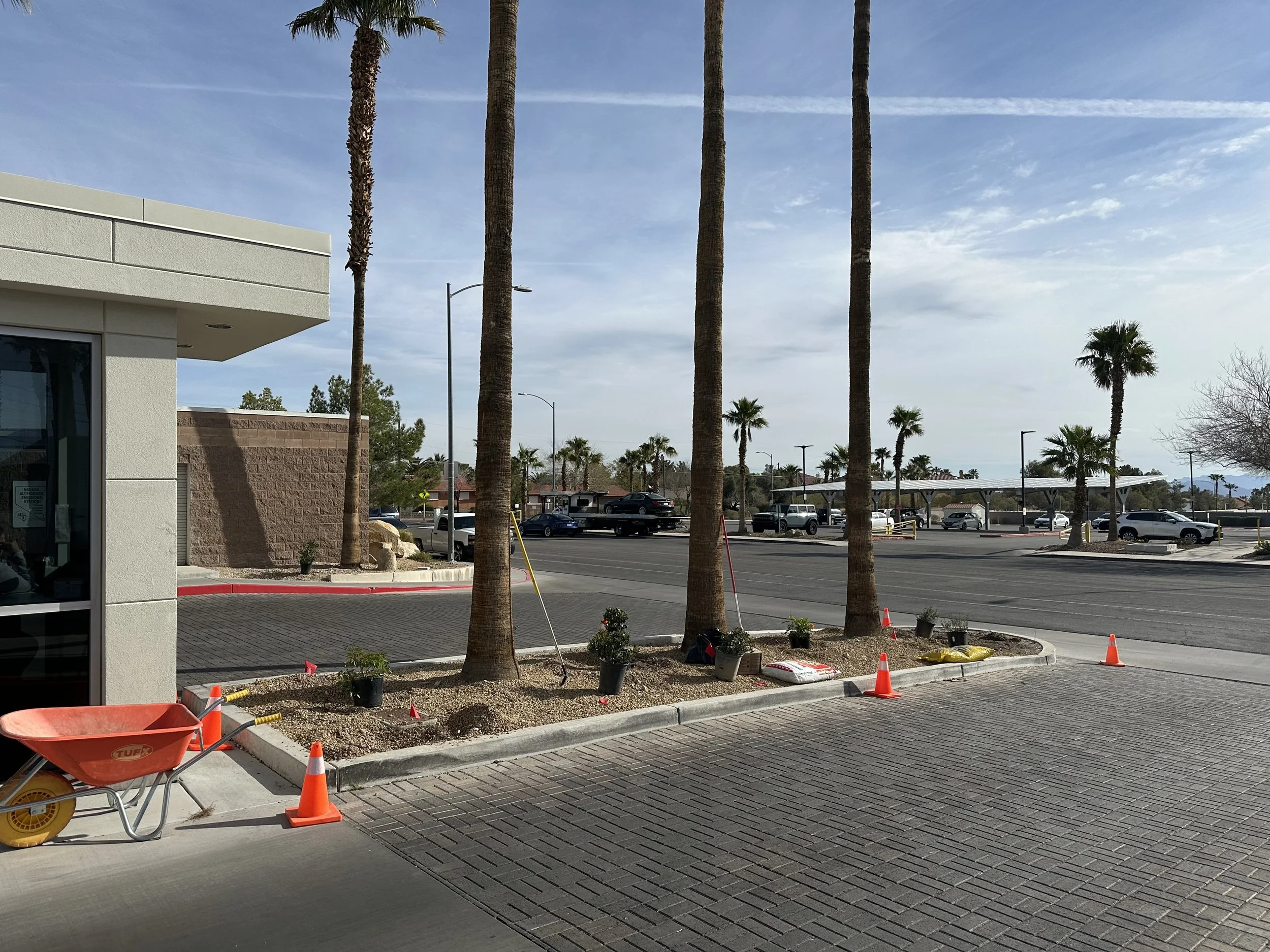 Construction work on landscaping with several palm trees, orange cones, and gardening supplies in a parking lot.