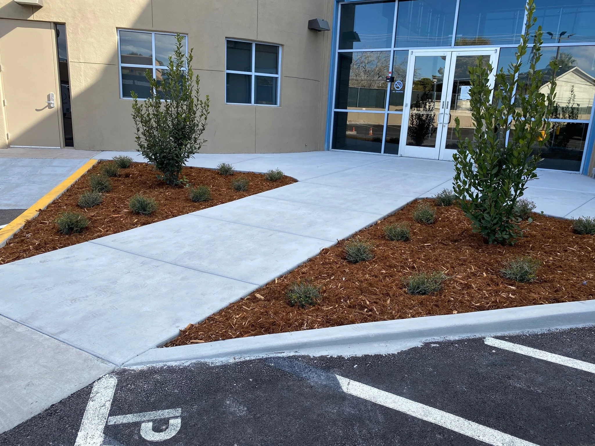 A sidewalk leading to a glass door entrance of a building with yellow and gray walls, landscaped with mulch, small bushes, and two larger green-leafed plants in flower beds.