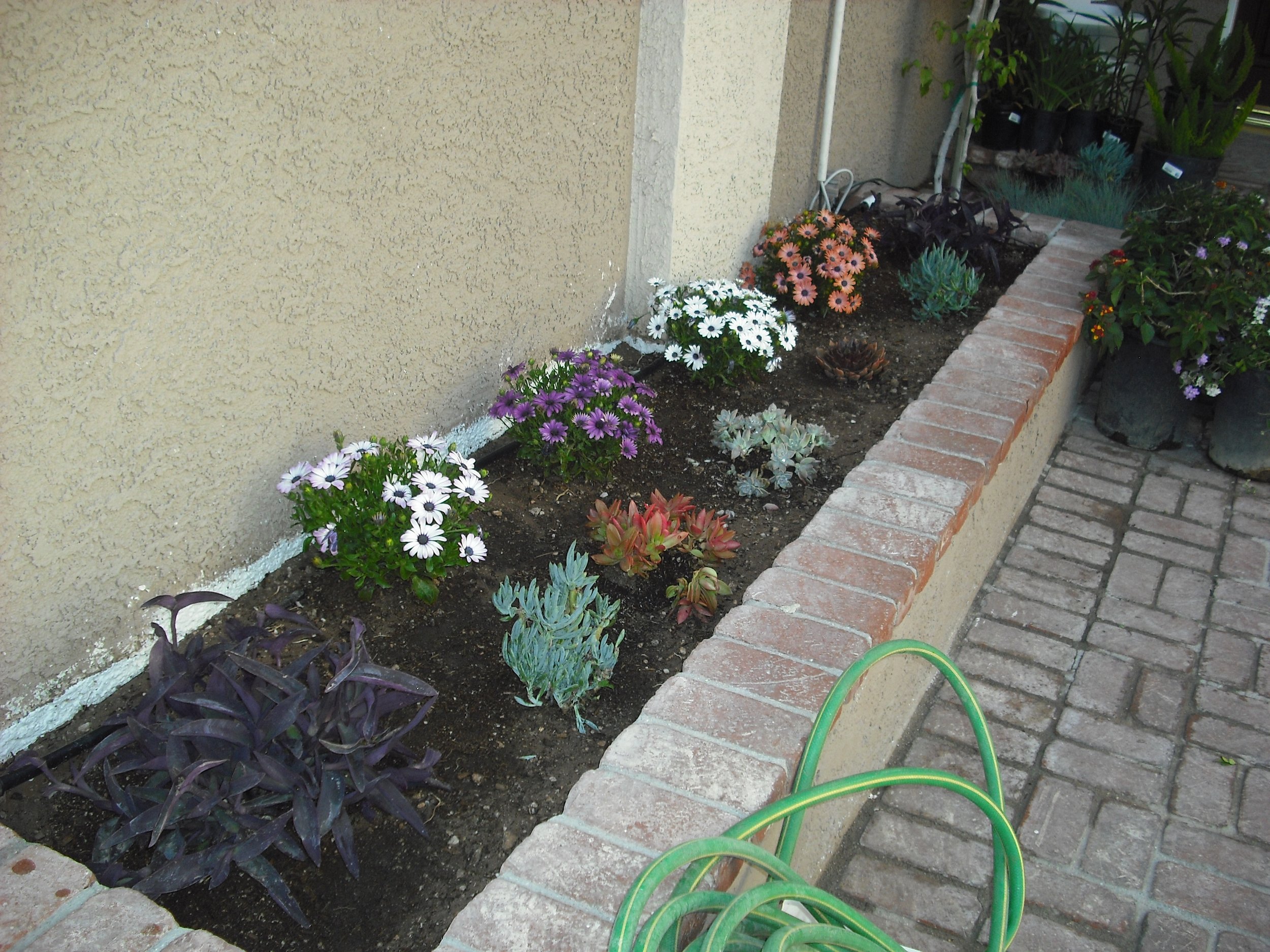 Flower bed with various blooming flowers, plants, and succulents, bordered by bricks, with a hose in the foreground.