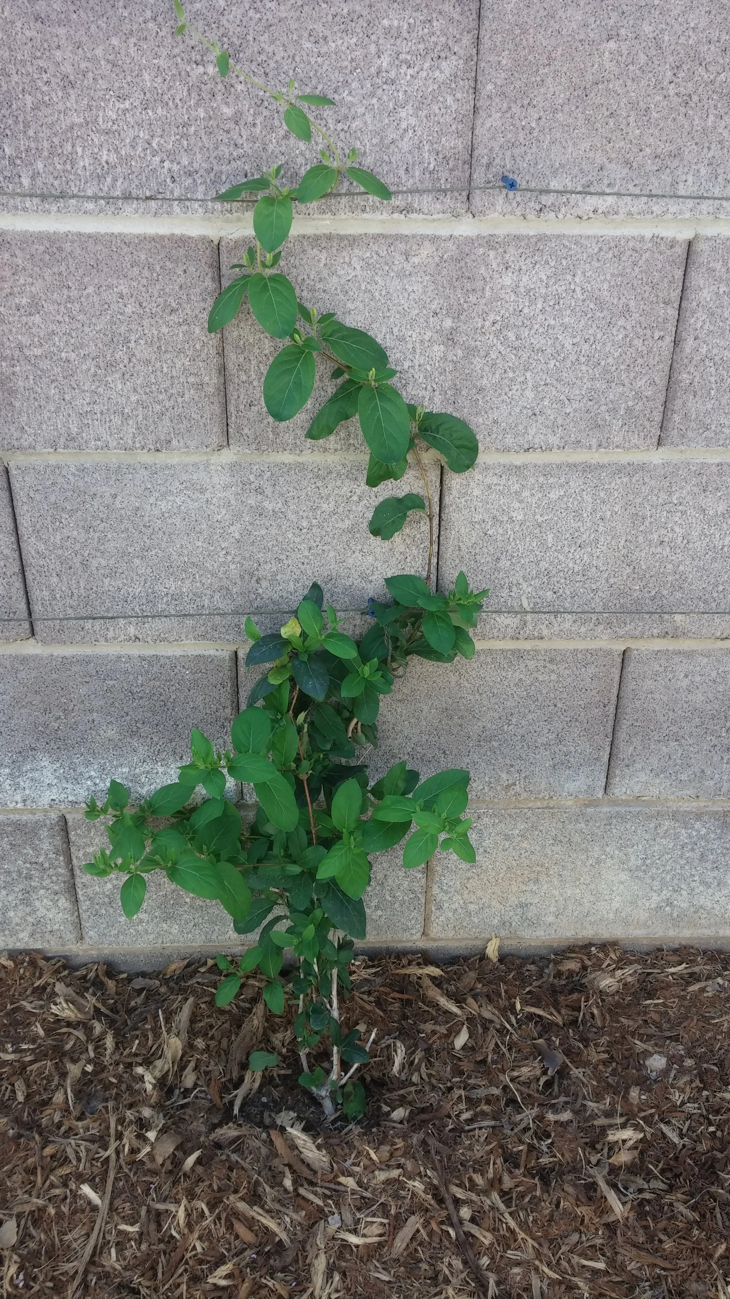 A young green climbing plant growing against a beige brick wall, with green leaves and small buds, emerging from soil covered with mulch.