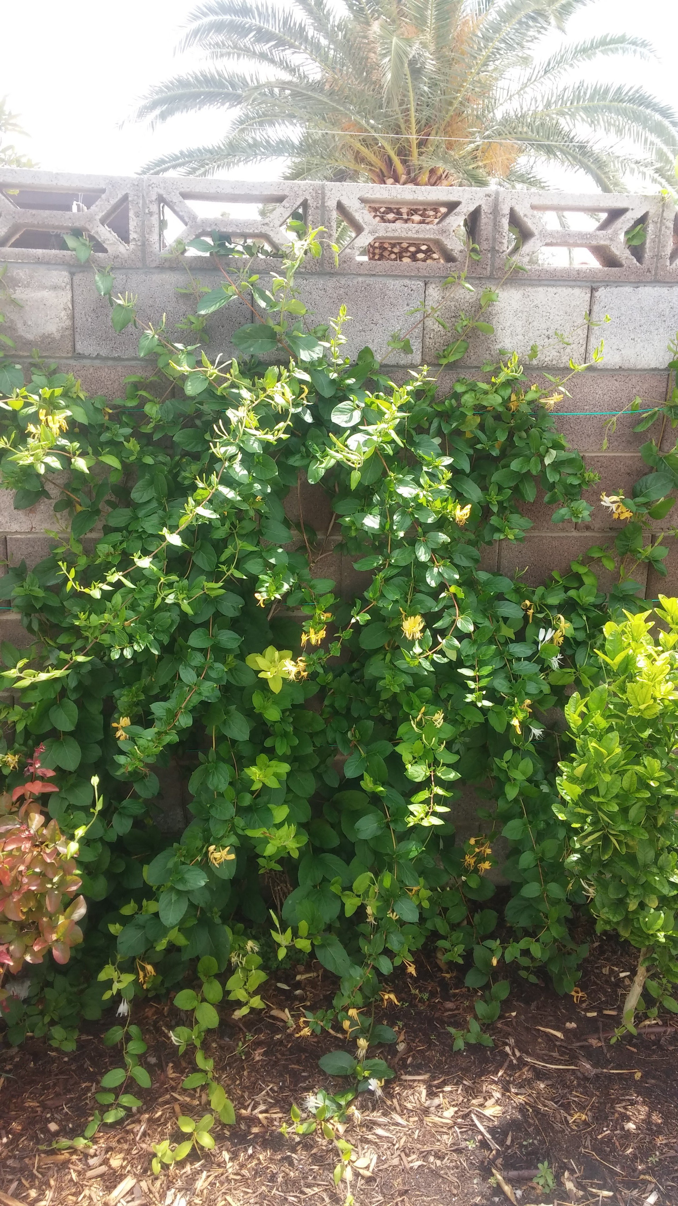 A climbing plant with yellow flowers growing against a concrete block wall, with a palm tree visible in the background.