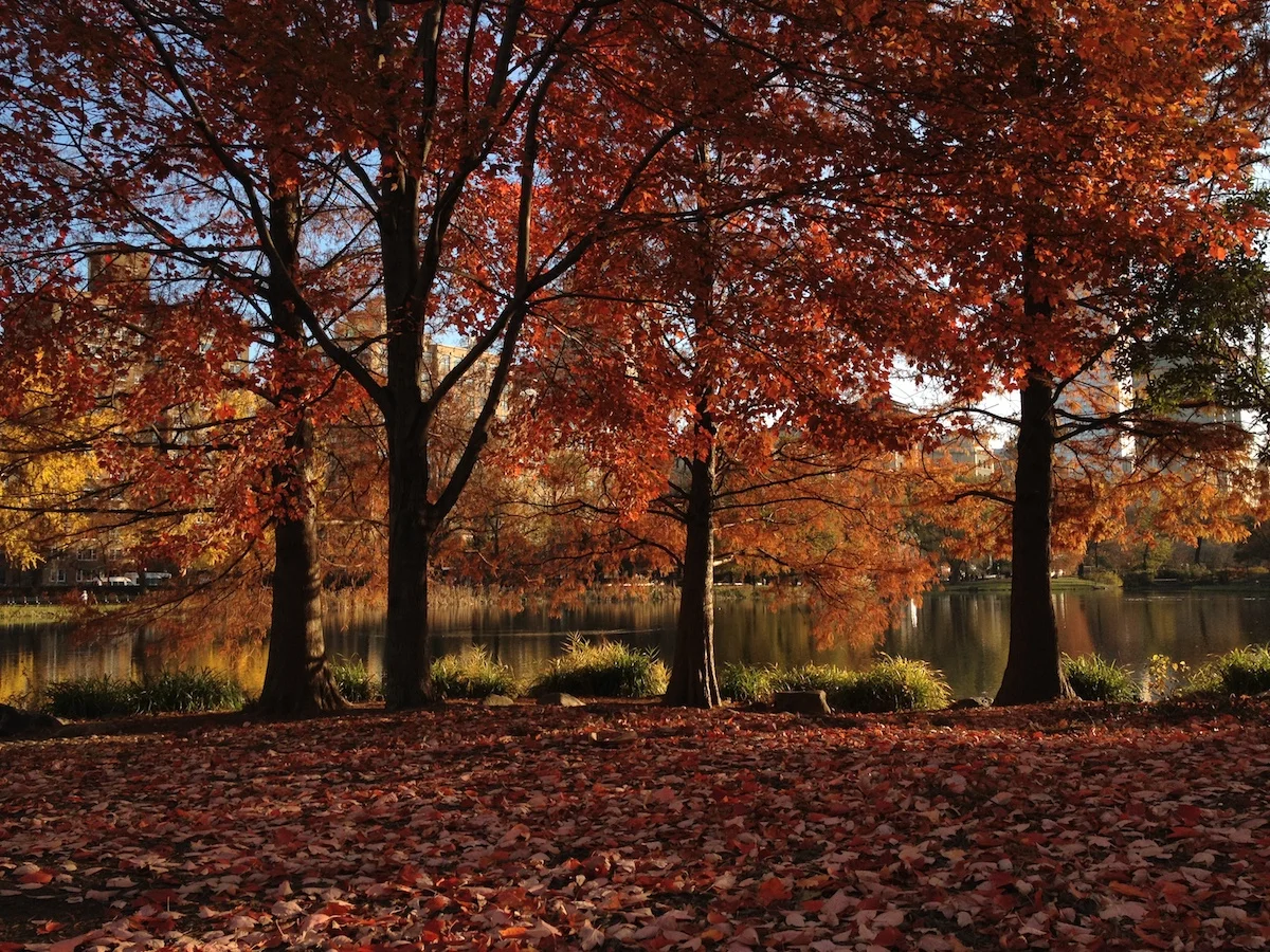Autumn in New York