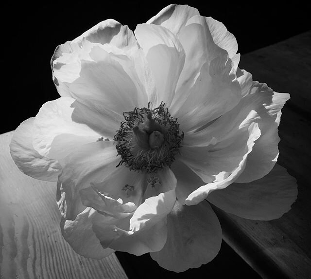 This was a bright coral peony that Nora made into an arrangement for Heather...it slowly bleached to a pure white without dropping a single petal...I&rsquo;ve never seen that before! #peony #bleachjob