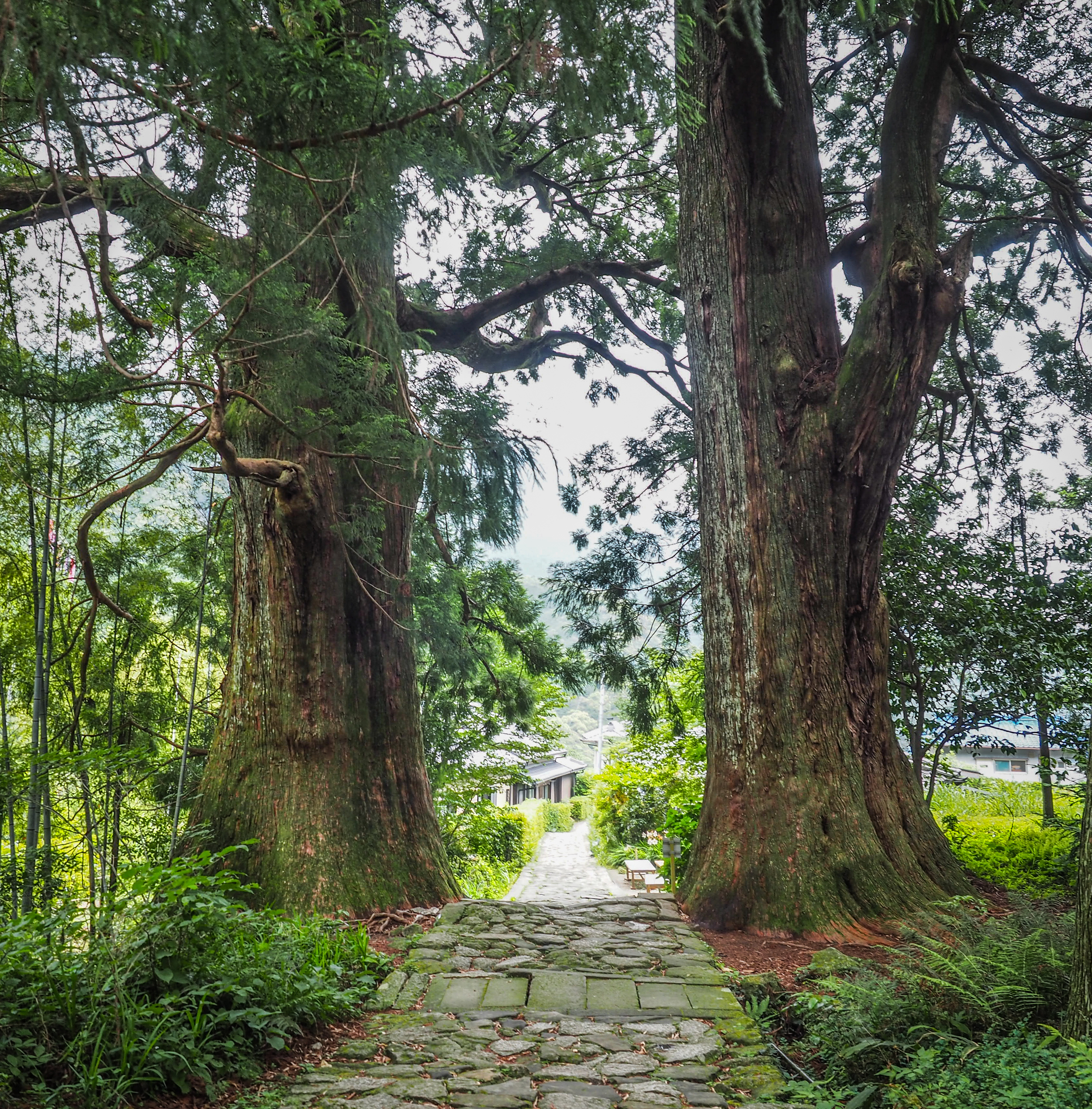 pair of 800 year old trees at the entrance to the Daimon-zaka slope