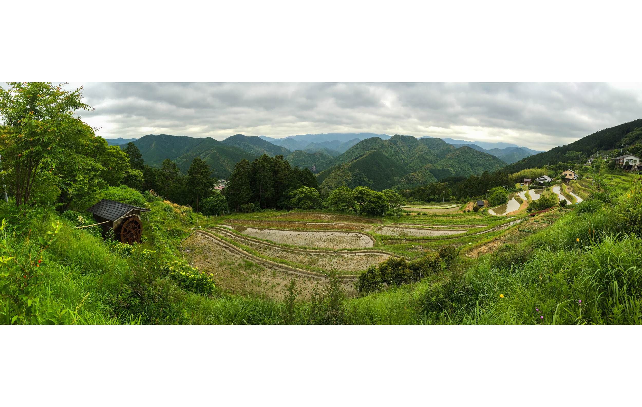 Valley of rice fields