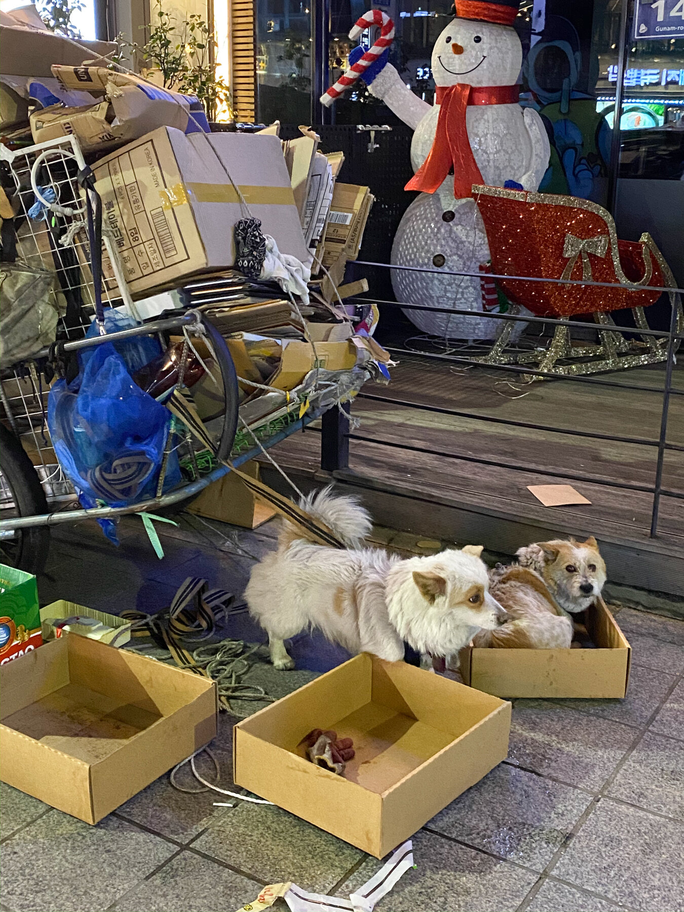 Cute dogs hanging out in cardboard boxes-Haeundae Beach