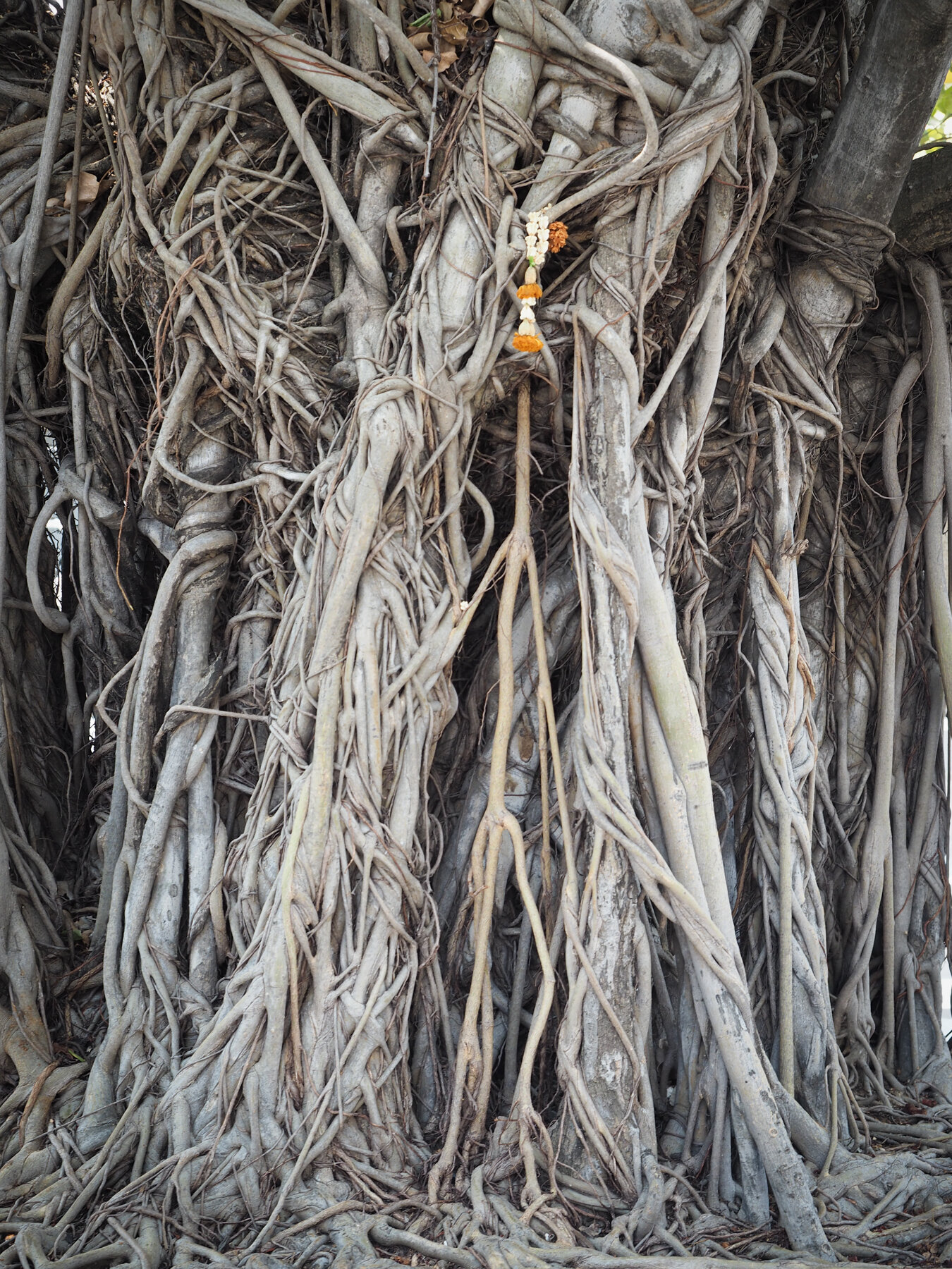 Banyan Tree roots
