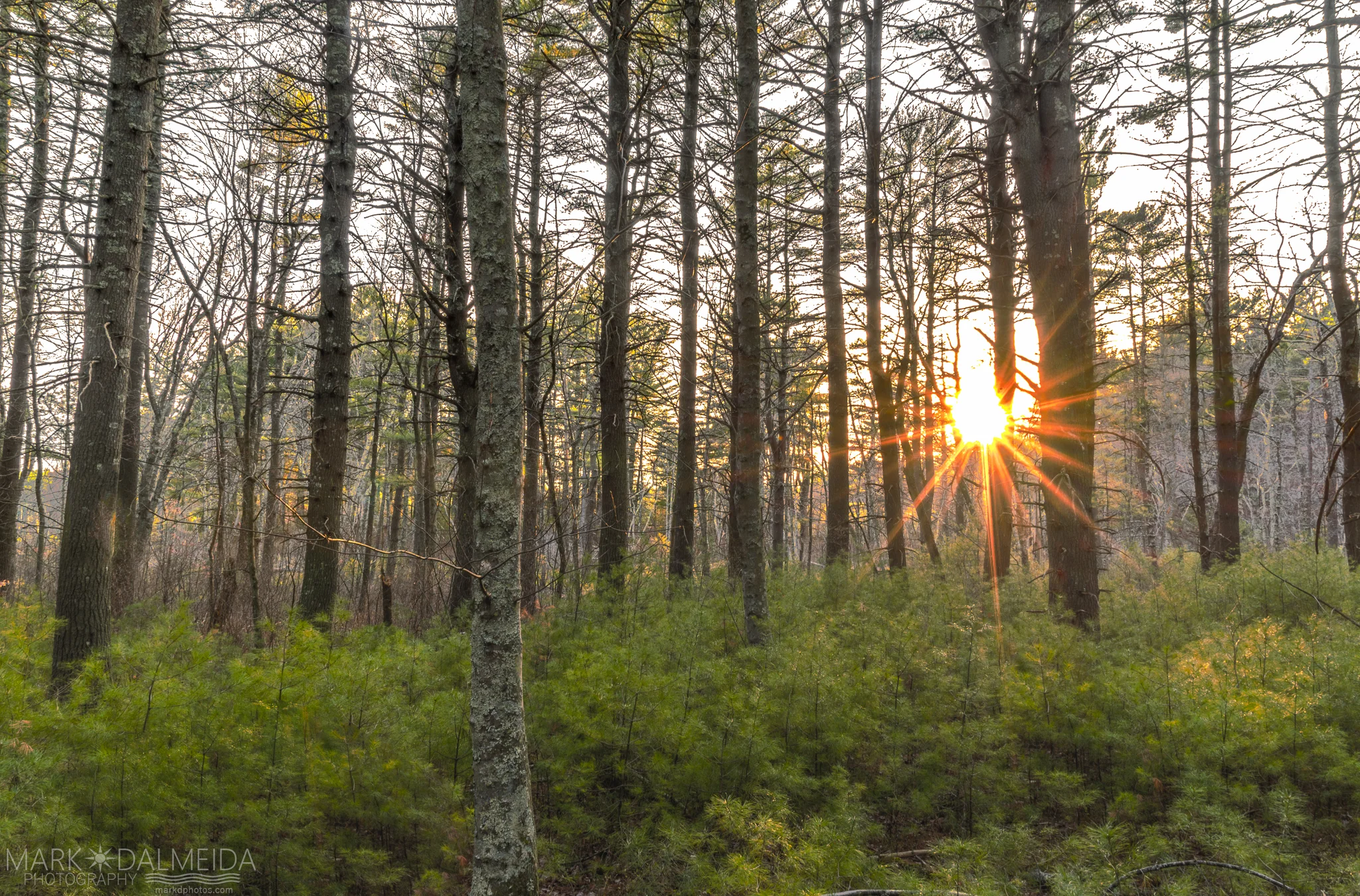 Woodland Sunrise