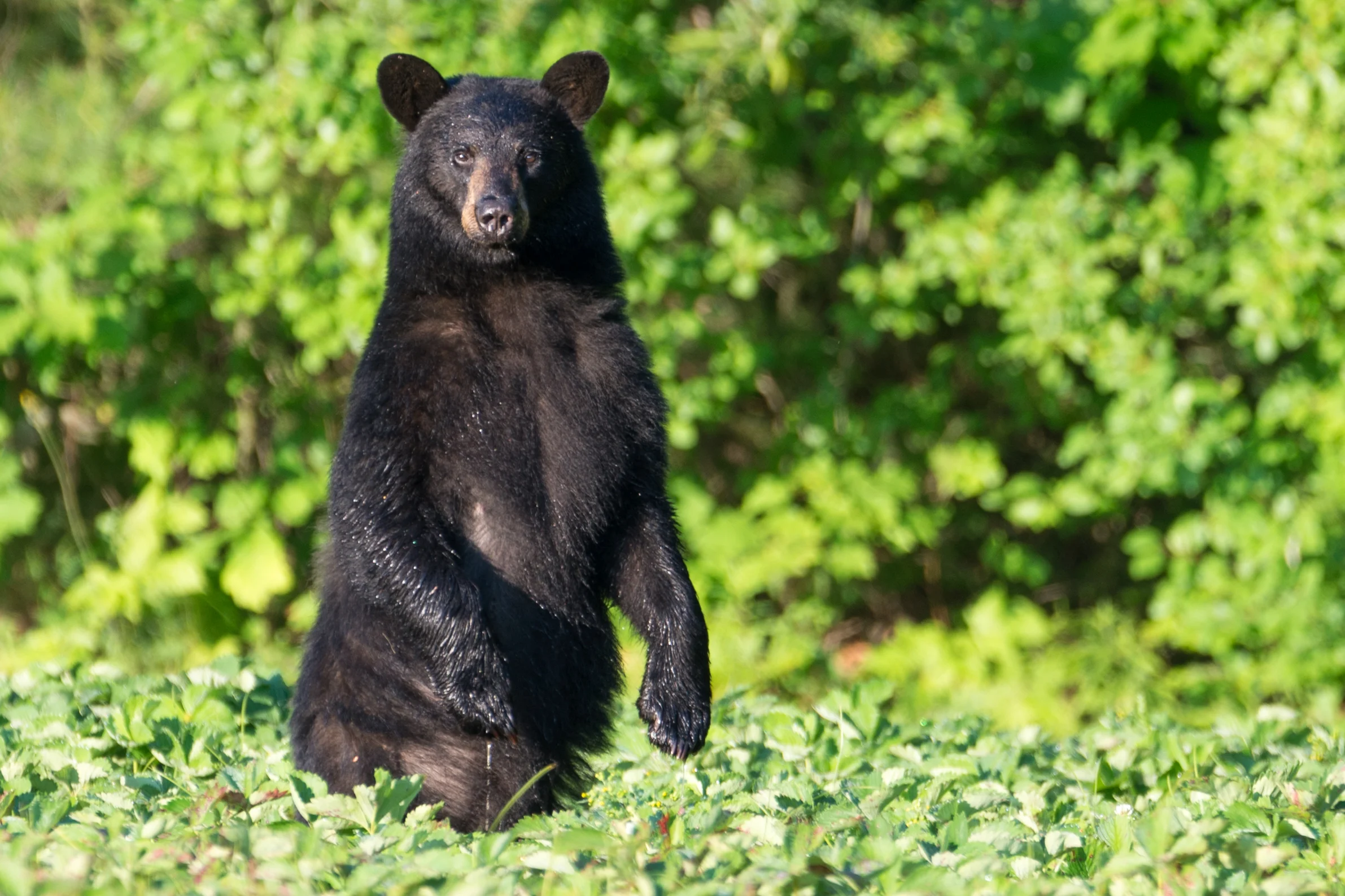 Black Bear Standing
