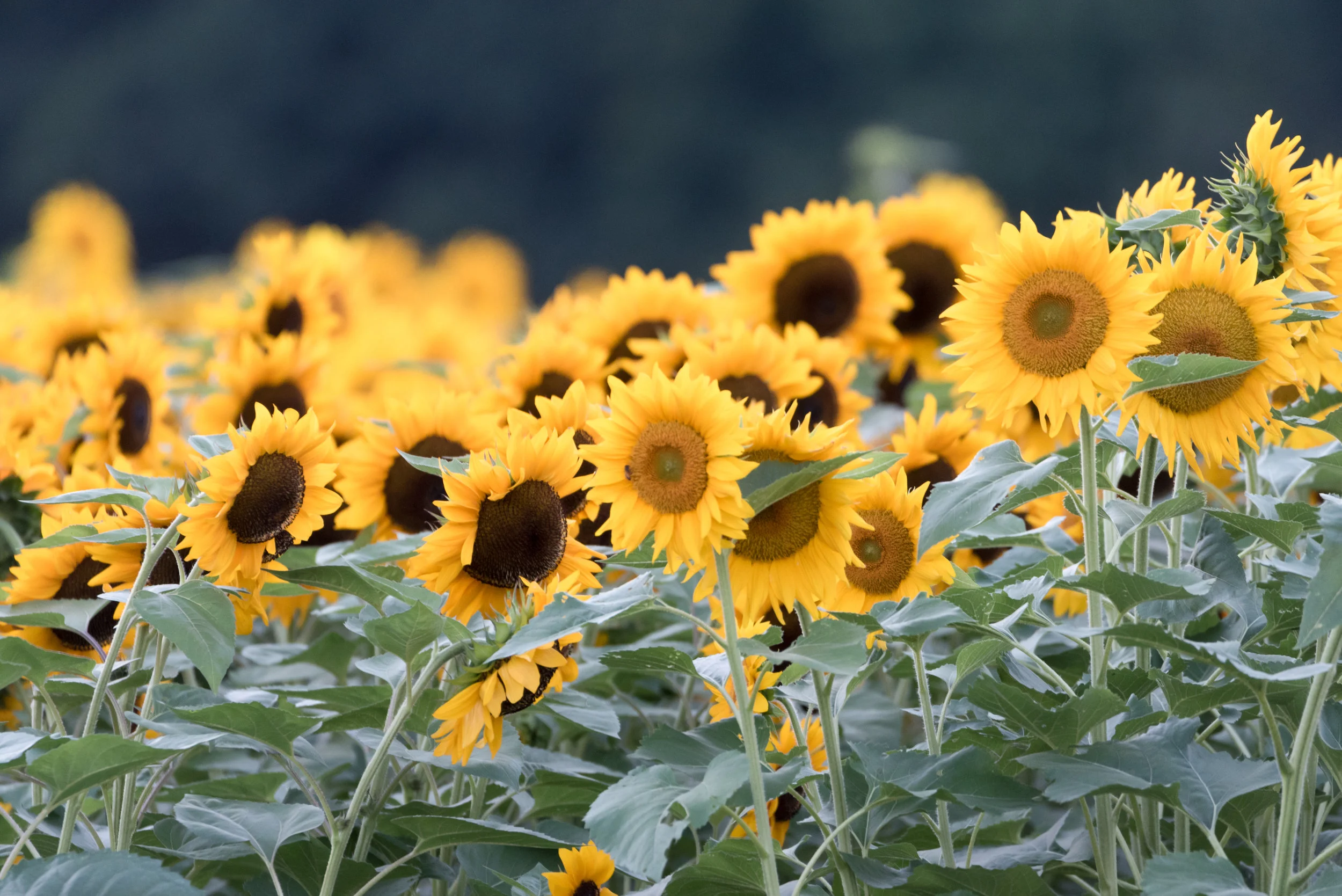 Simply Sunflowers