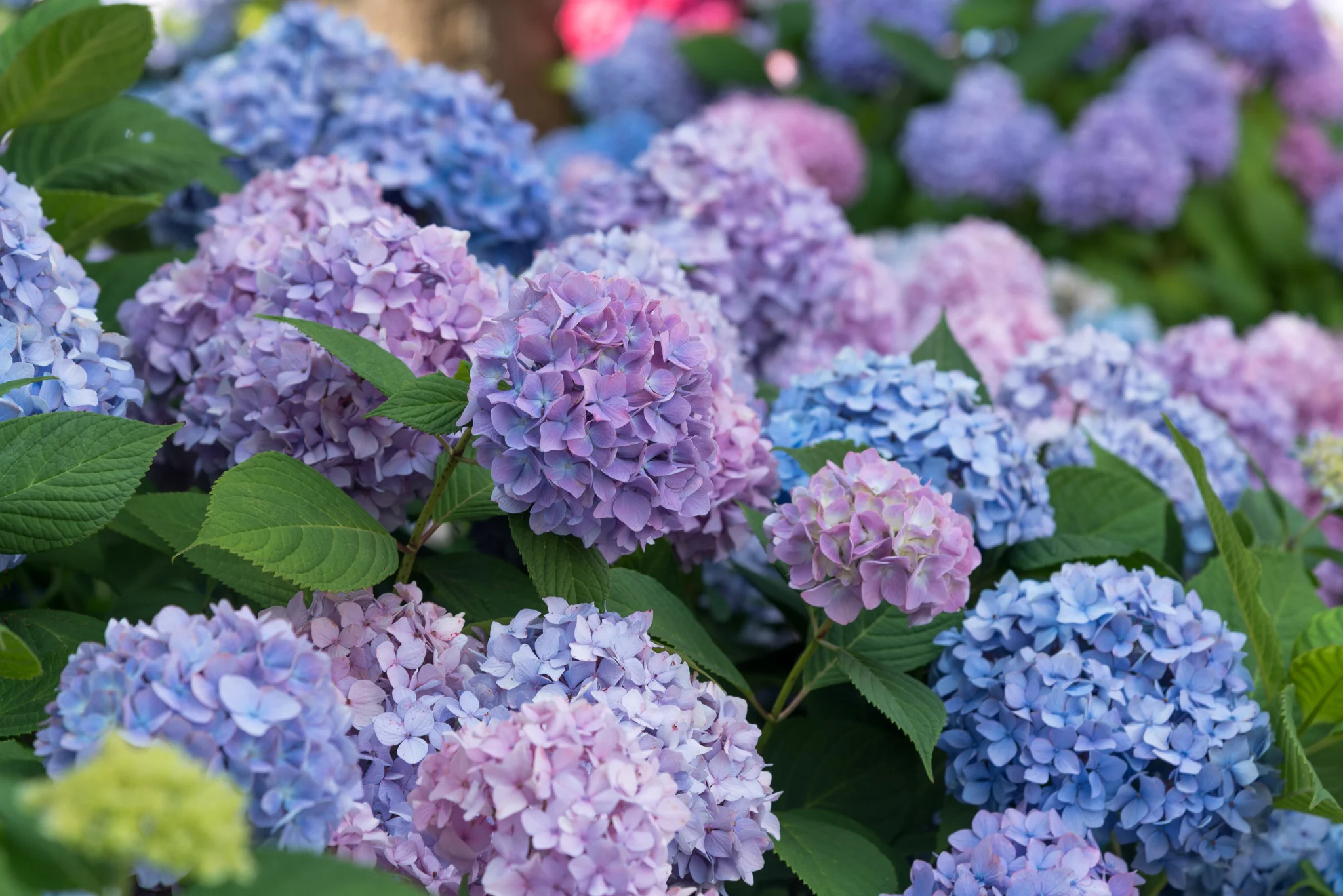 hydrangeaFB.jpg