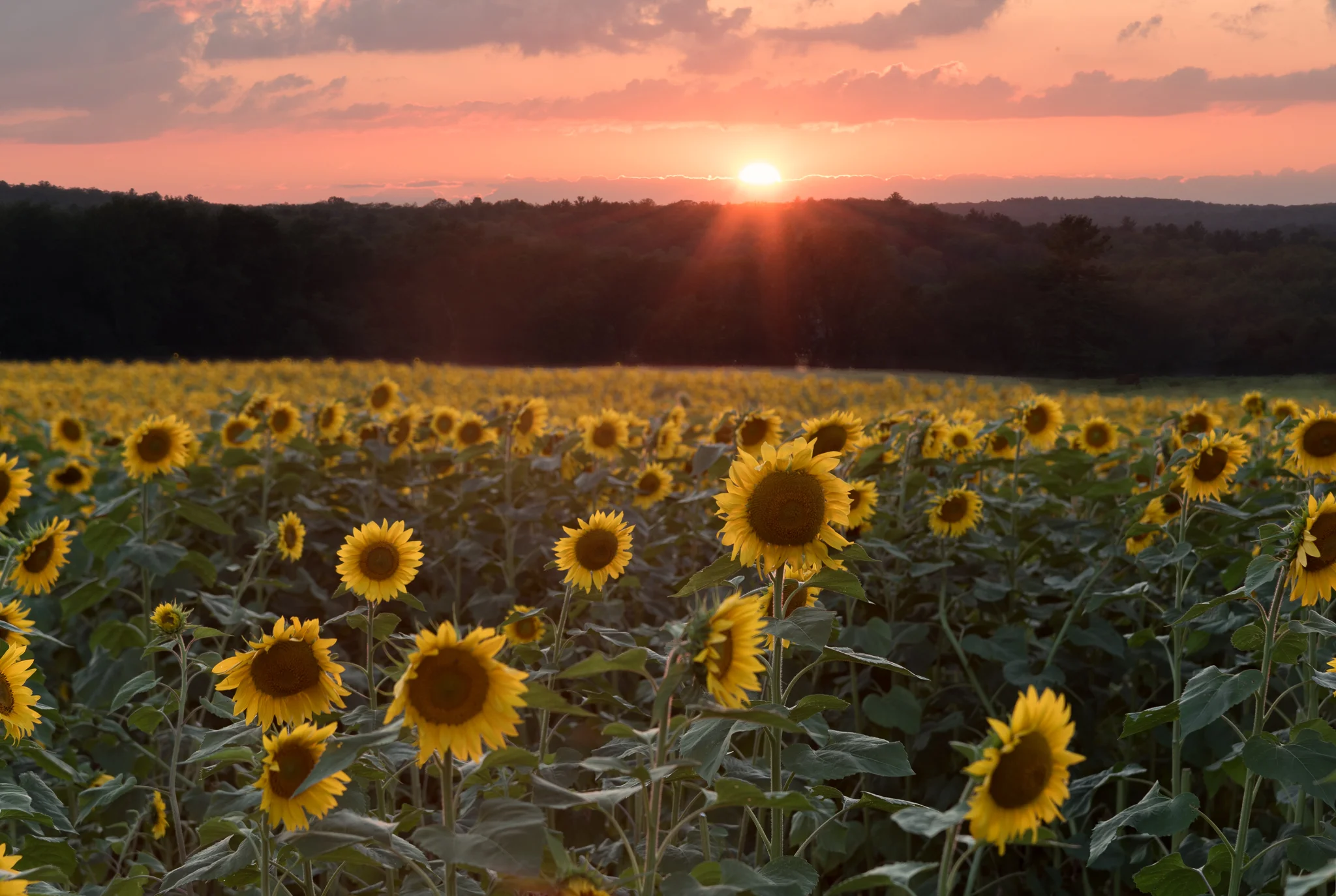 Sunflower Sunset II