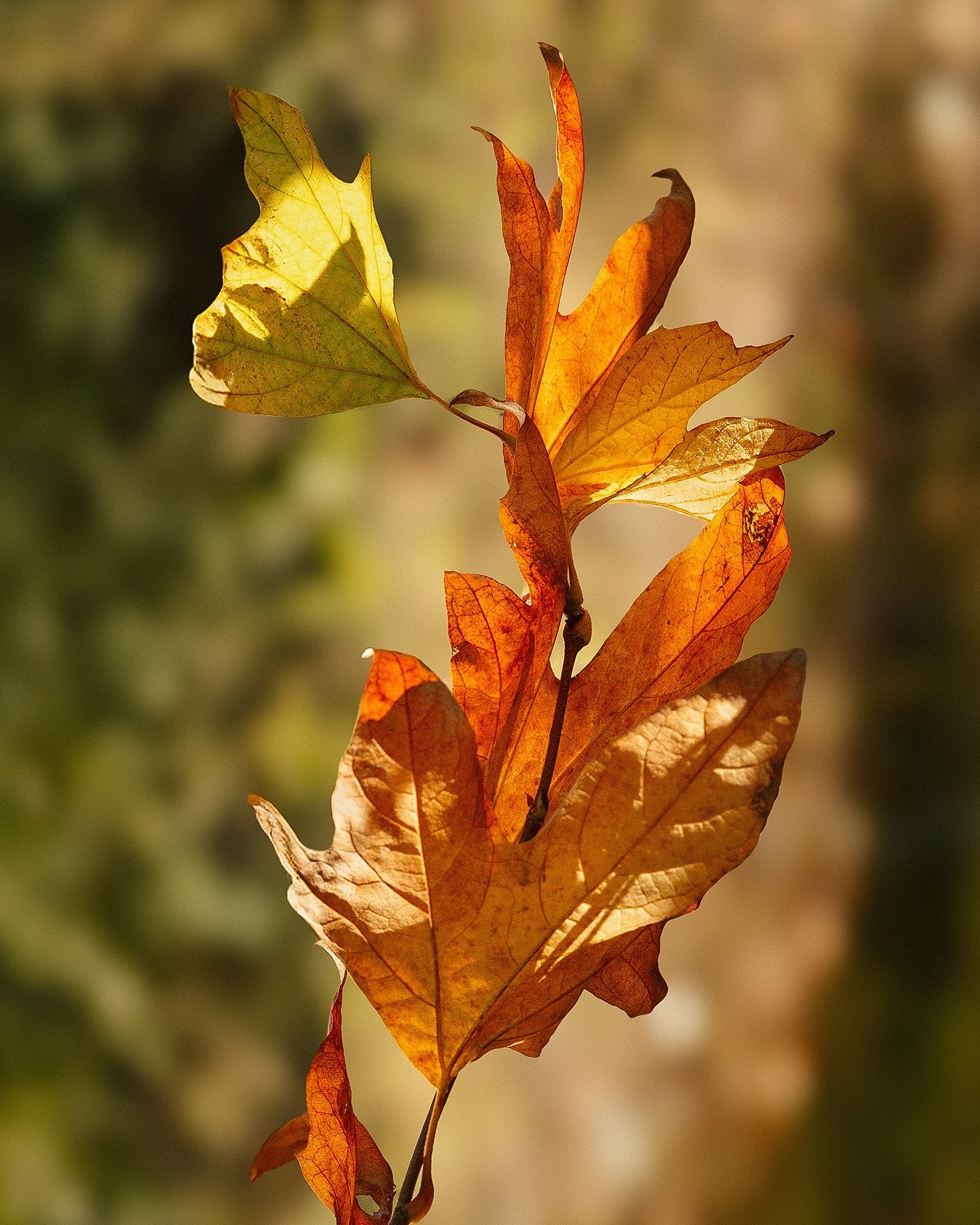 I wanted some fall leaves on my grid🍁. I love summer, but fall is such a breath of fresh air in Chico. I can finally go on a walk during the day when it isn&rsquo;t over 100 degrees outside! There are already Halloween decorations all over my neighb