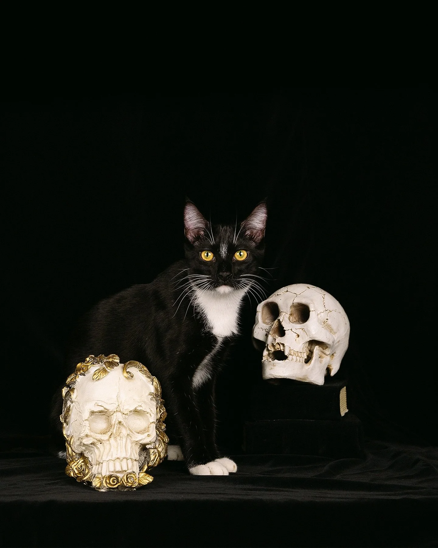 Nothing gets me in the Halloween mood more than my sweet kitties. Theo&rsquo;s the one with the spot on his forehead, and Samson&rsquo;s rocking the little mustache. My spooky season sidekicks 🖤🐈&zwj;⬛

There&rsquo;s still open sessions for fall po