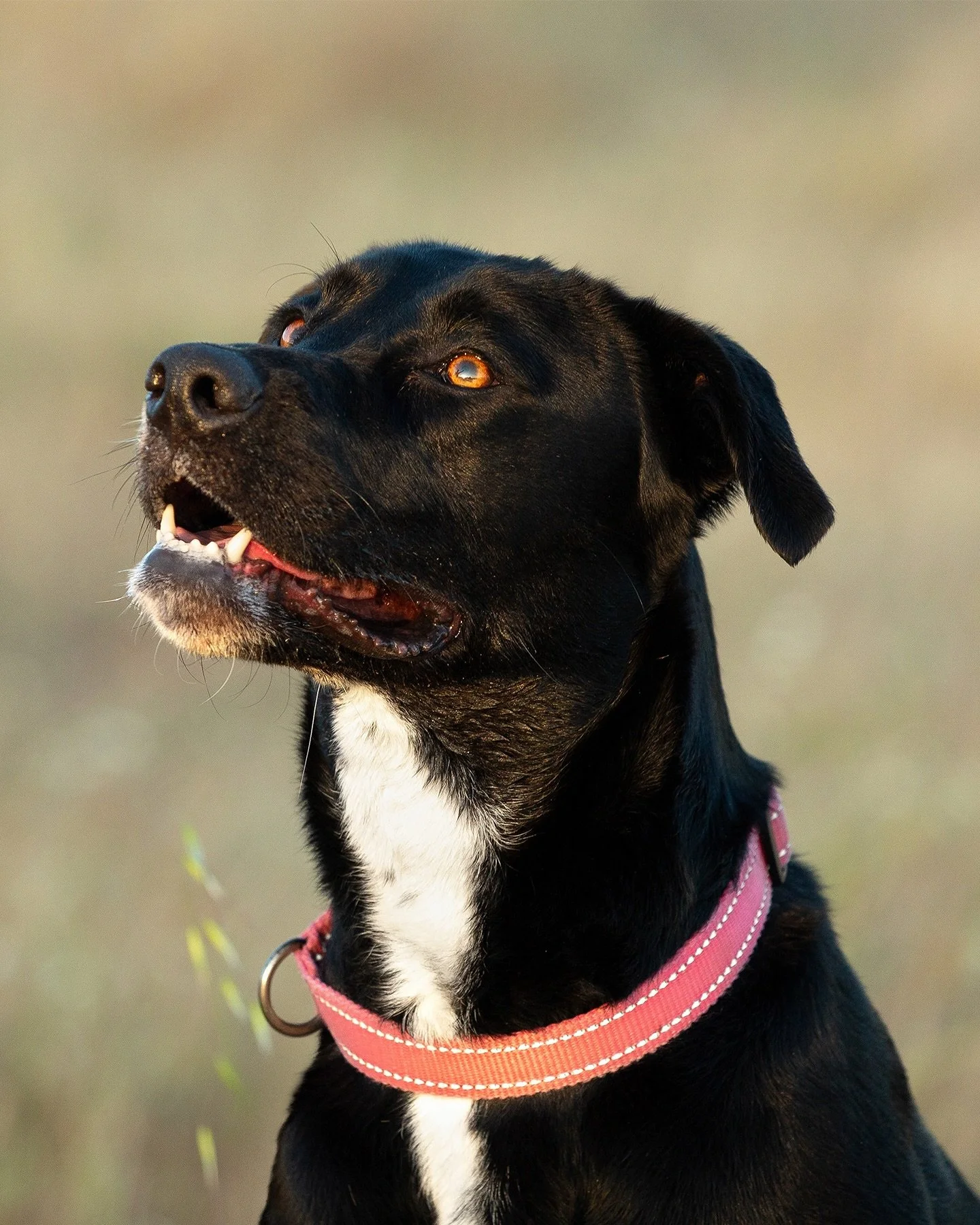 The sweetest girl, Yui. All smiles, all zoomies, and so much personality running through Bidwell. Message me to book a session for your pet. 🐾

.
.
.
.
.

#norcalphotographer #chicophotographer #petphotographer #dogphotography 

Keywords: NorCal pho