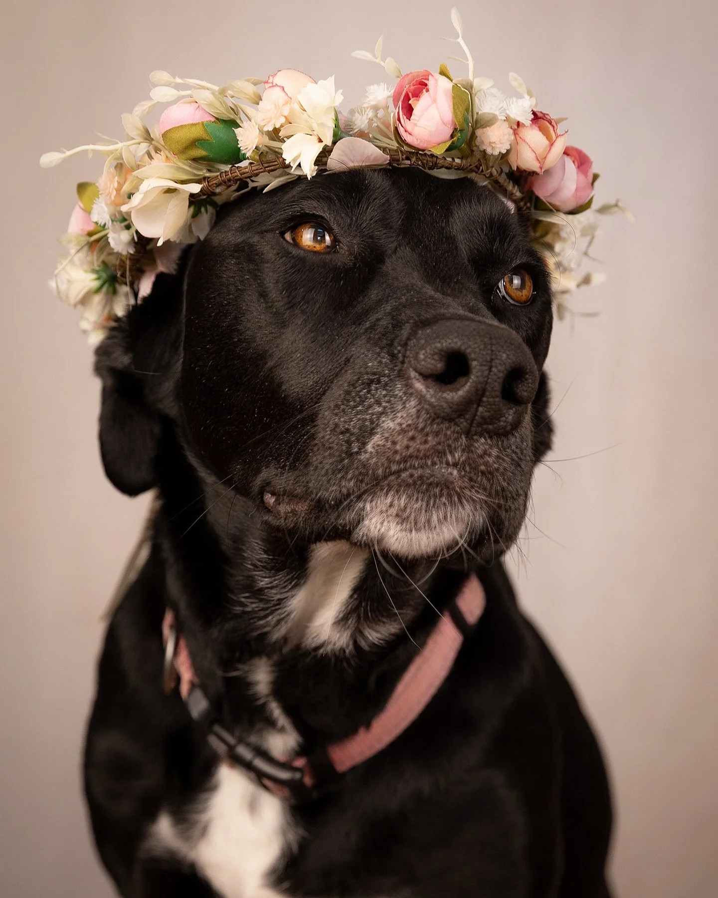 Woofstock is almost here- just 4 days away! 🐾 I&rsquo;ll be there photographing dogs and humans all day. Stop by my booth and get a portrait with your pup! 🤍 @buttehumane 

.
.
.
.
.
#norcalphotographer #petphotographer #chicoevents #chicophotograp
