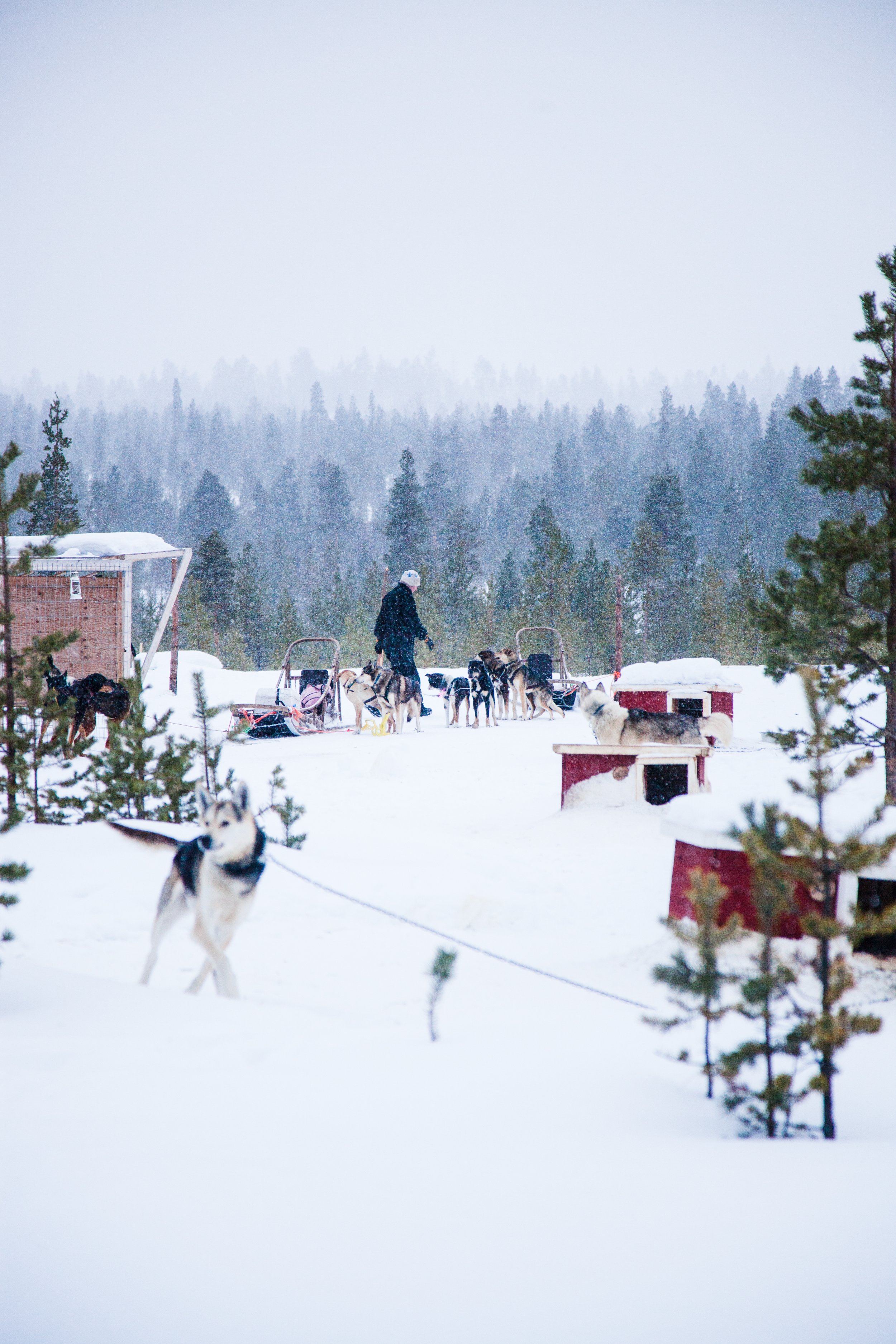  Ivalo, Finland 2015 ©Laura Elo 