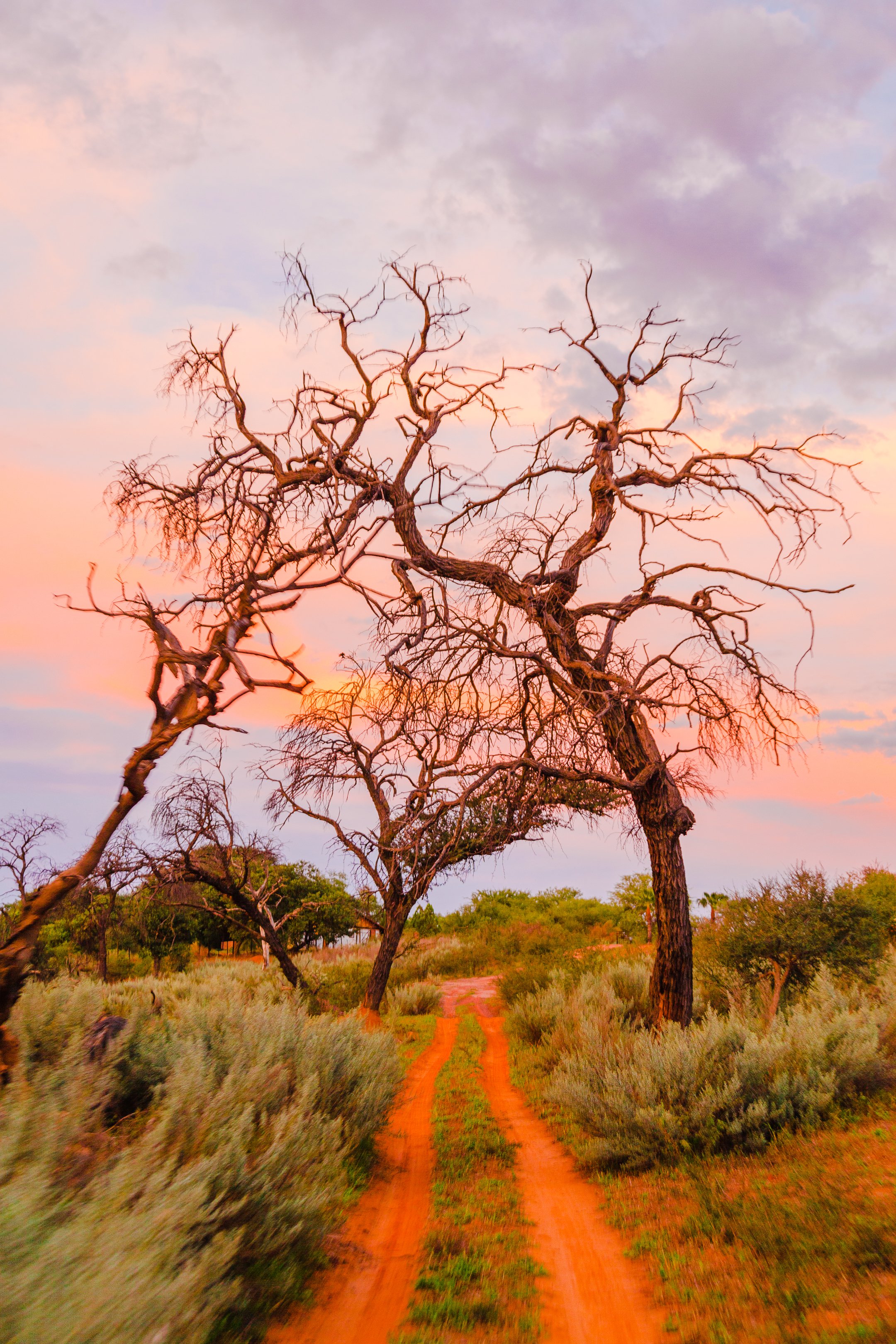 15. Suojelen sinua kaikelta, Waterberg, Namibia, 2013.jpg