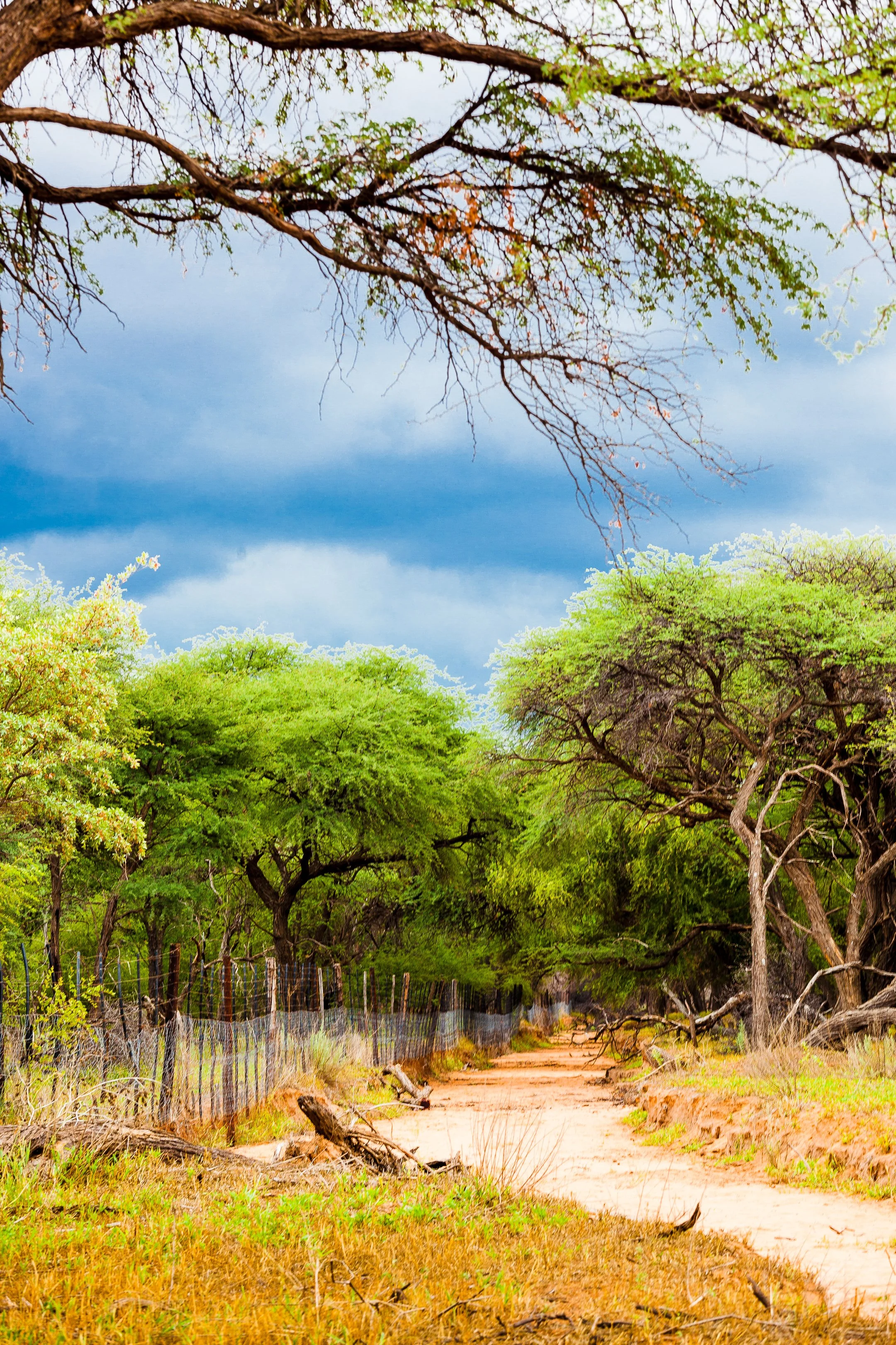 2. Metsän kutsu, Waterberg, Namibia, 2013 Copyright Laura Elo.jpg