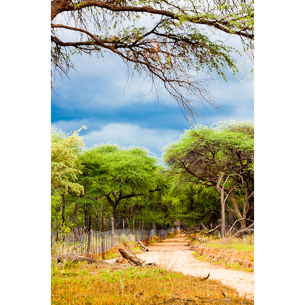 The call of the forest / Metsän kutsu , Waterberg, Namibia, 2013