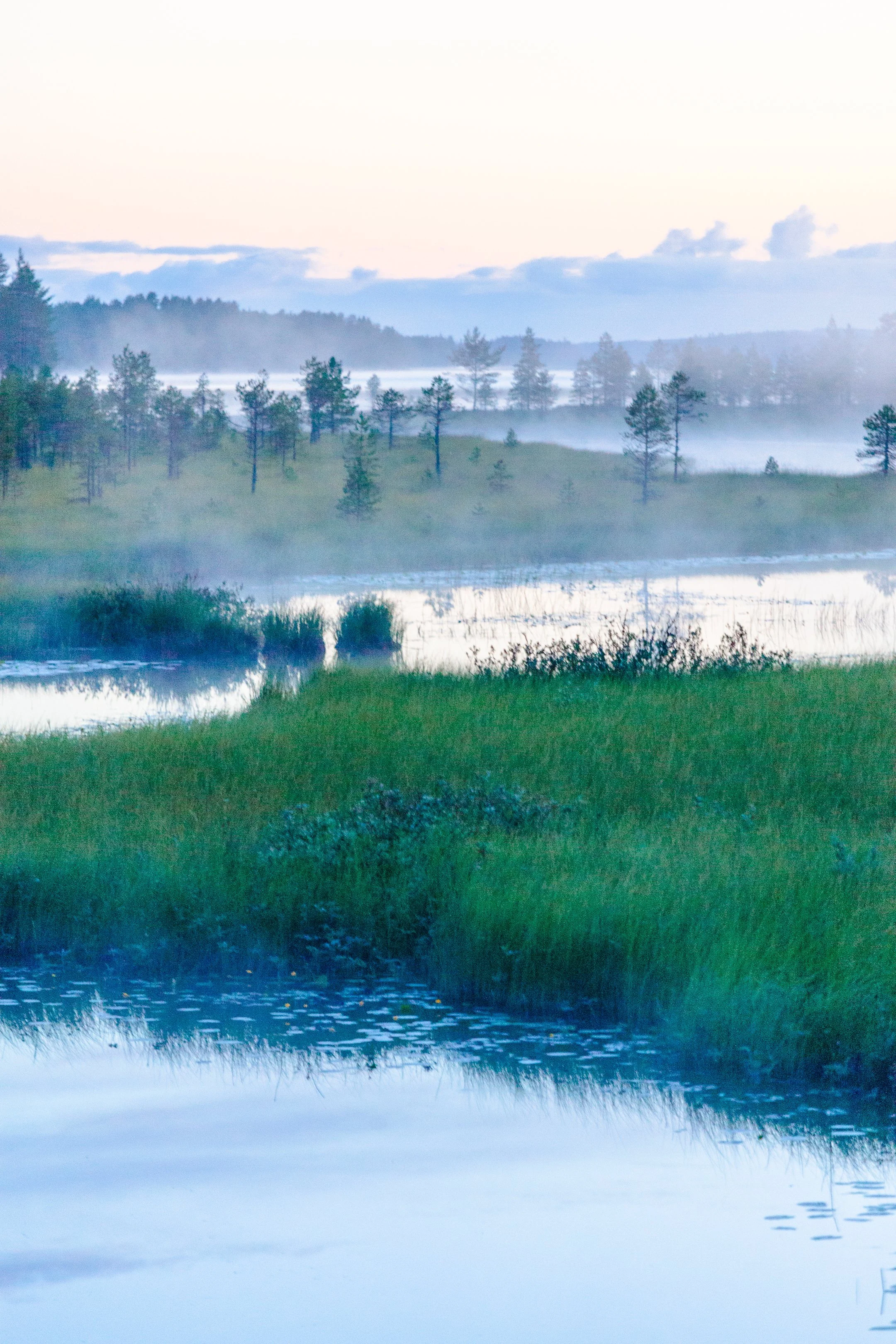 20. Keskiyön viidakko, Kuhmo, Suomi, 2020_Copyright Laura Elo.jpg