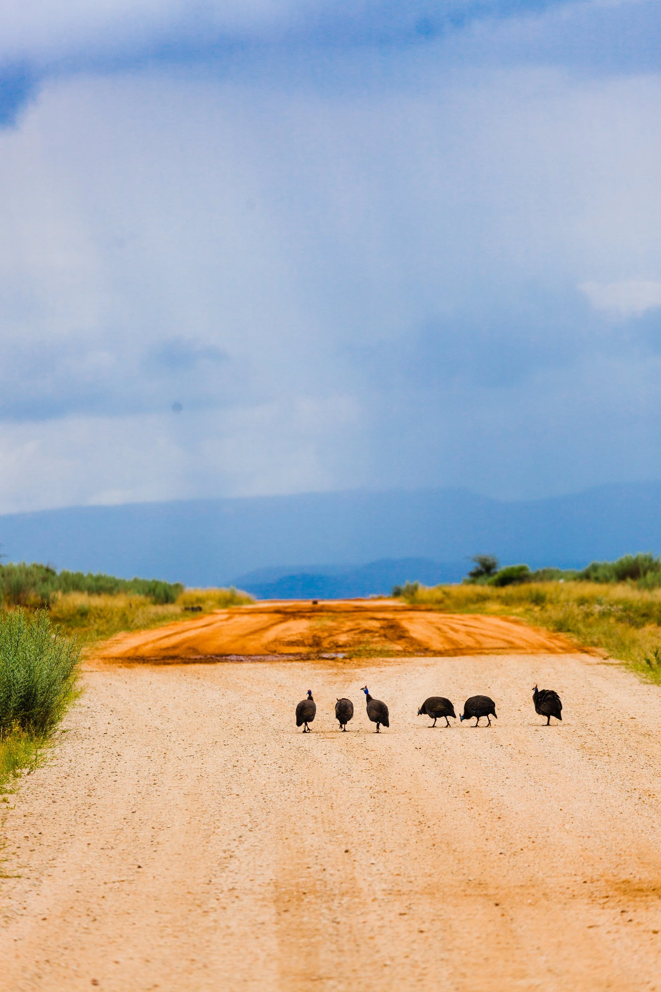 49. Suojatiellä: Safe Walkway, Swakopmund-Waterberg, Namibia 2013 40x60cm, Dibond.jpg