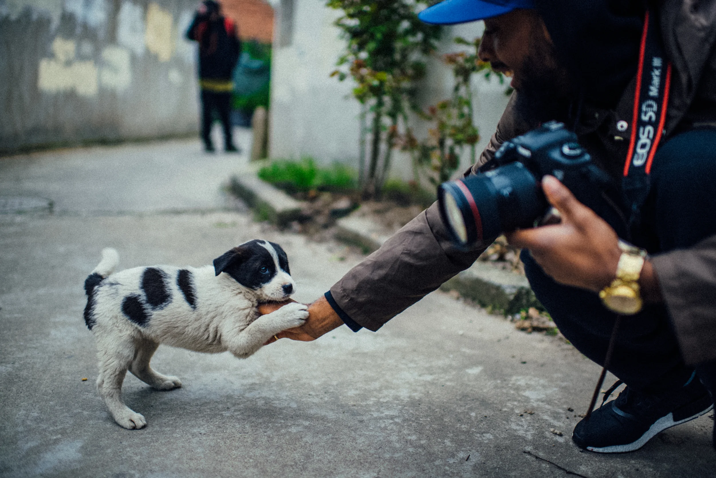 This puppy definitely caught us off guard. He was the only playful and friendly one out of the handful we saw, and he even followed us for a little bit, begging us to take him home.