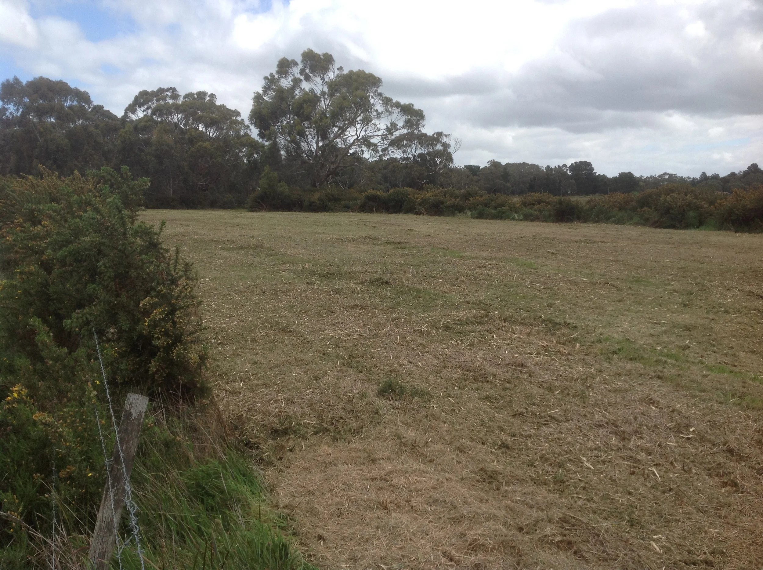 Fire prevention works to remove gorse using mulching equipment is both efficient and economical. 