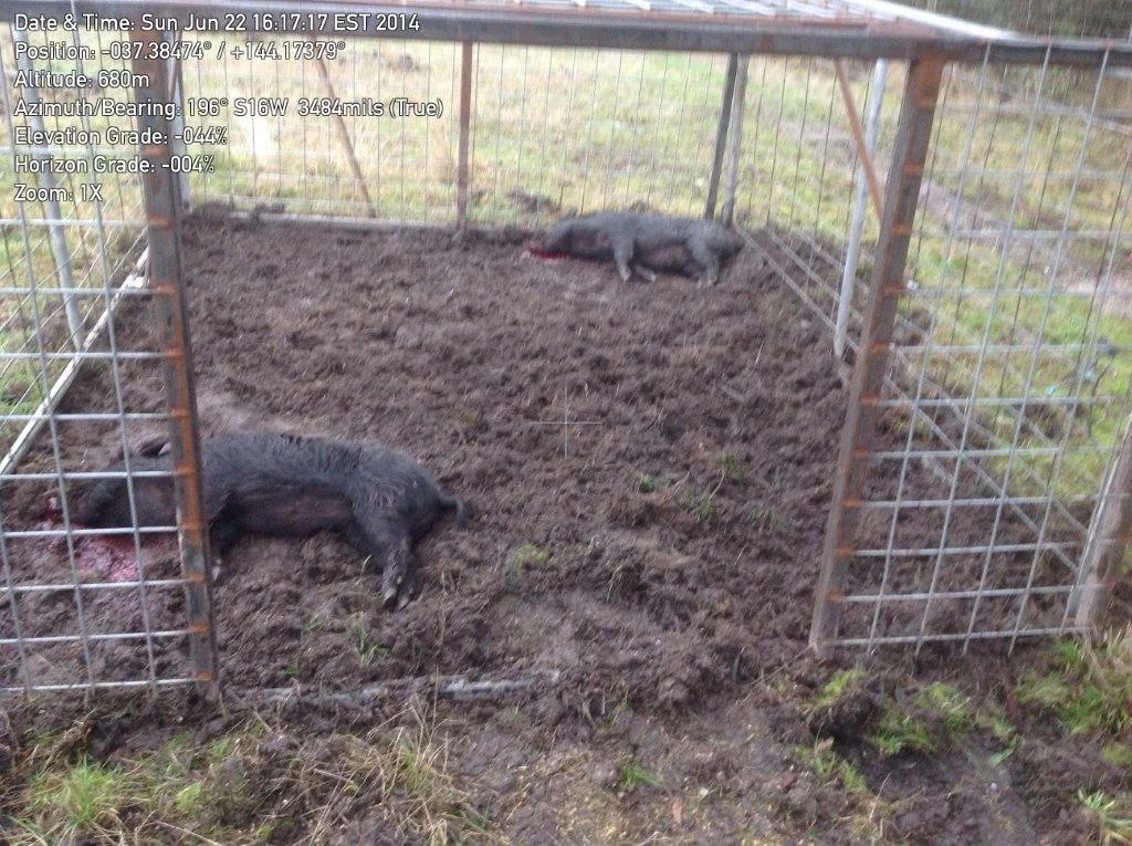 Feral Pig Trapping Program Daylesford.jpg