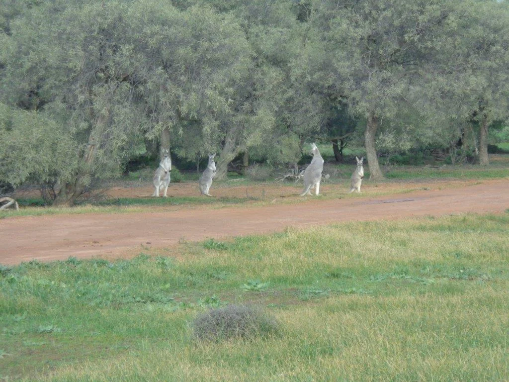 NP ROOS.jpg