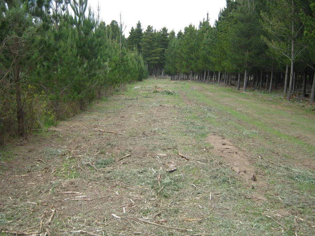Pine Edge Gong.jpg