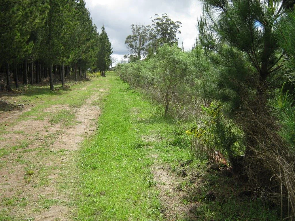 Pine Edge Pre Mulch Gong.jpg