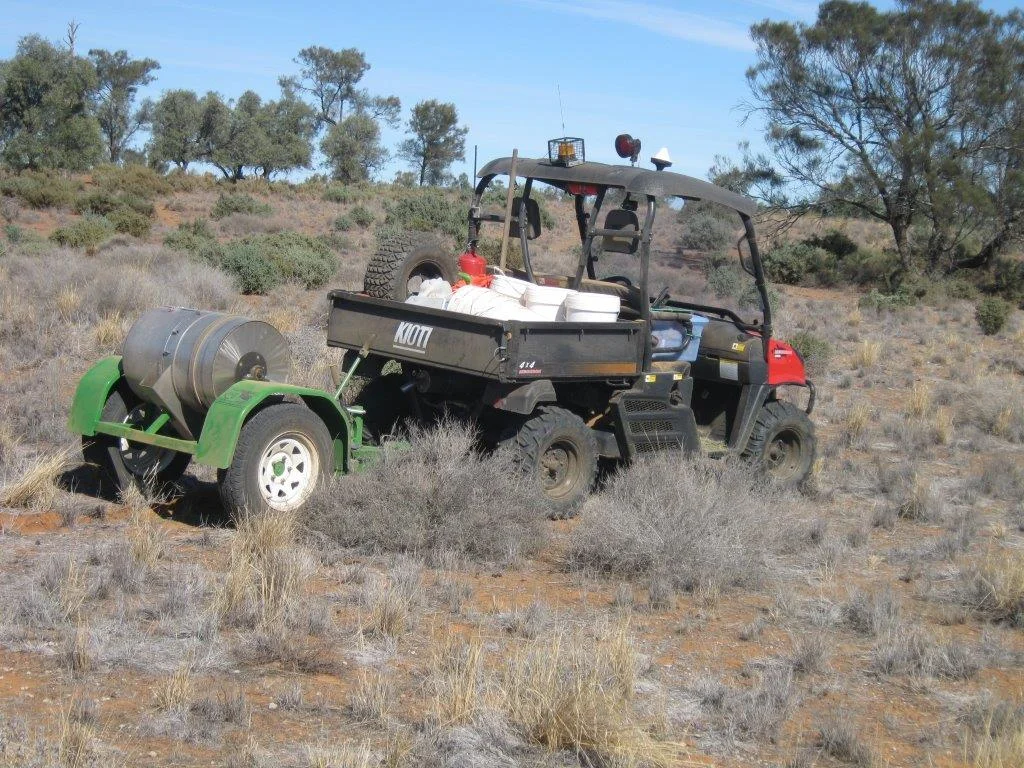Rabbit baiting using carrots or oats in all situations available.