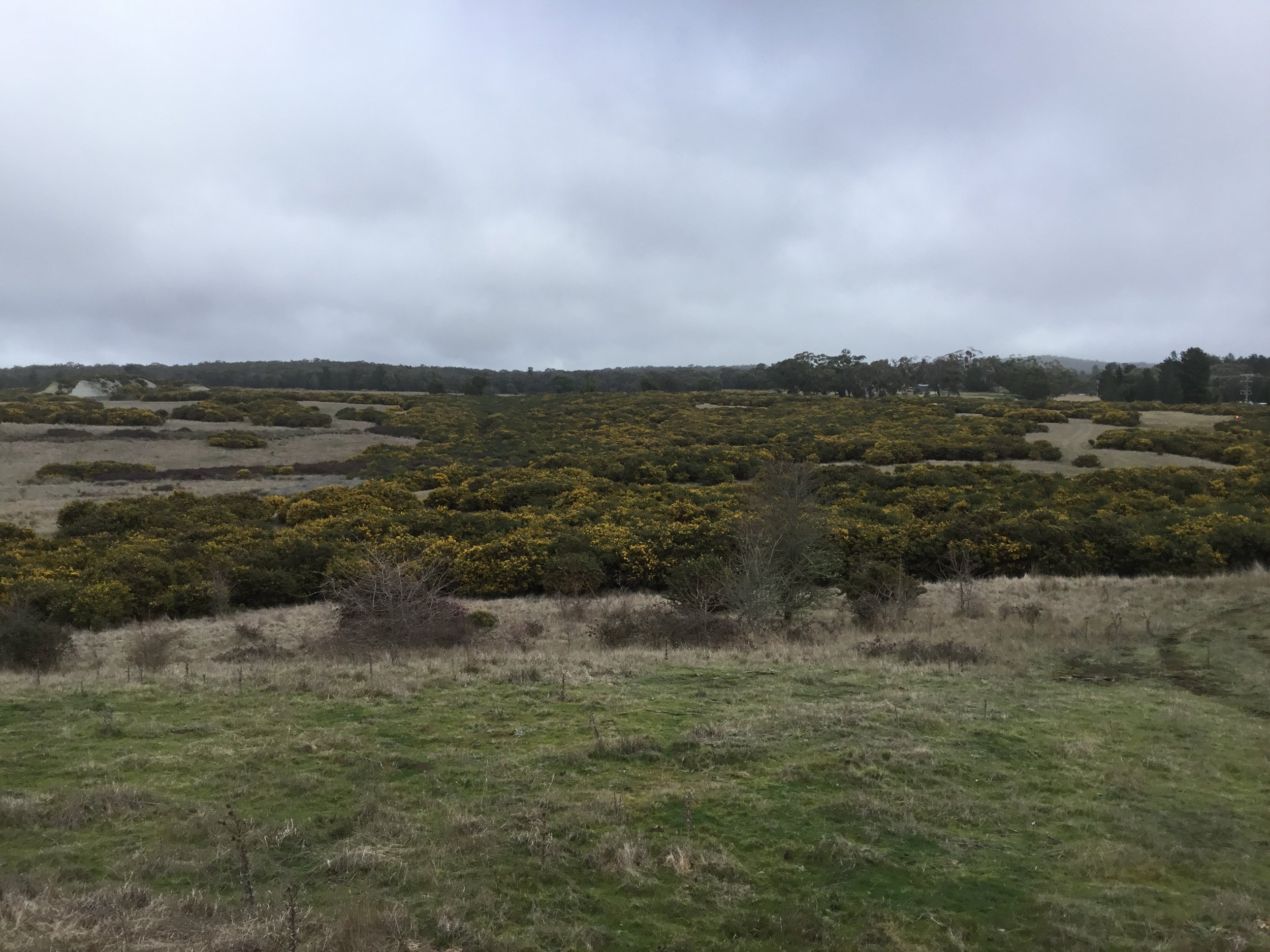 Gorse Landscape.jpg