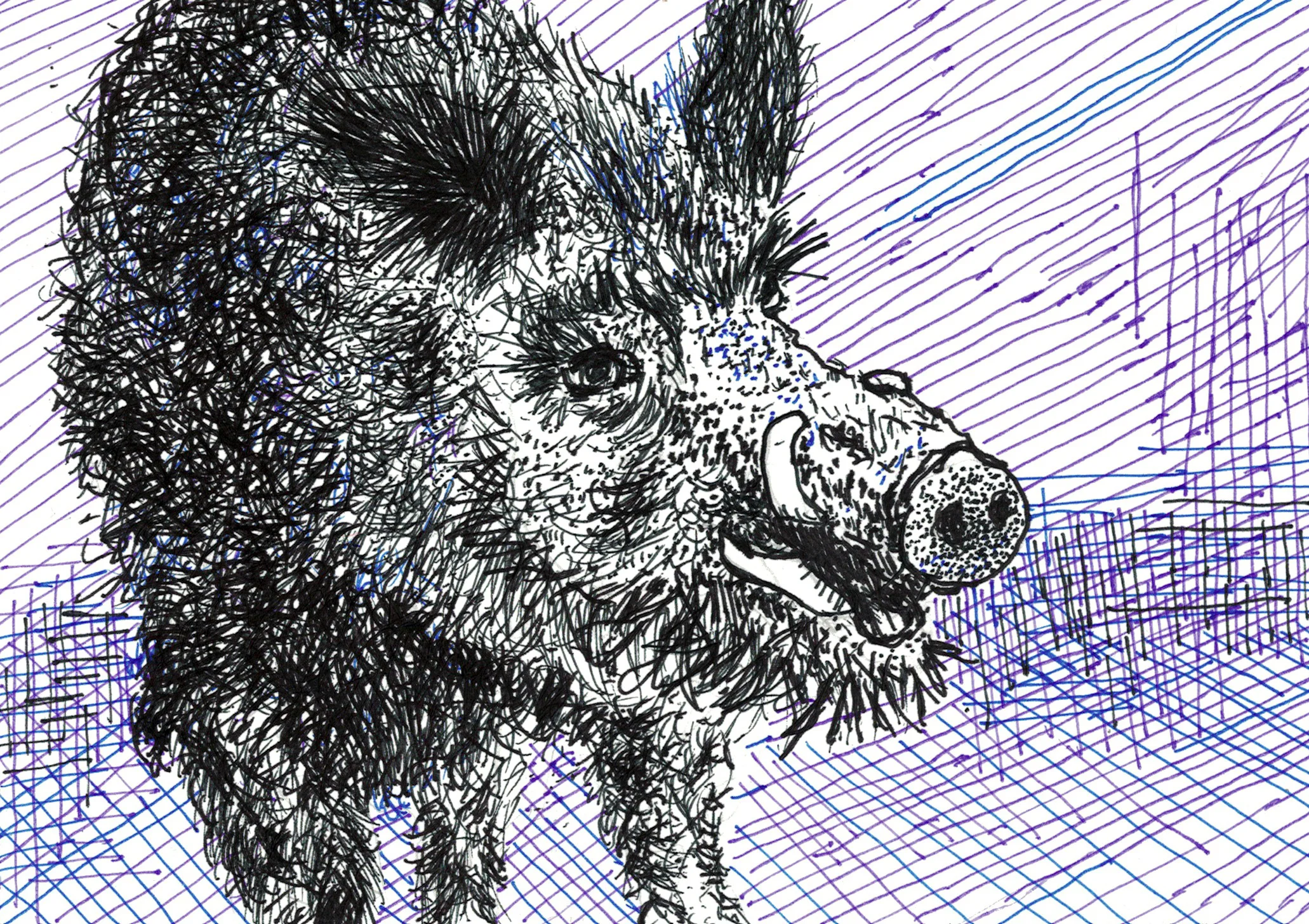 Wild Boar 2
