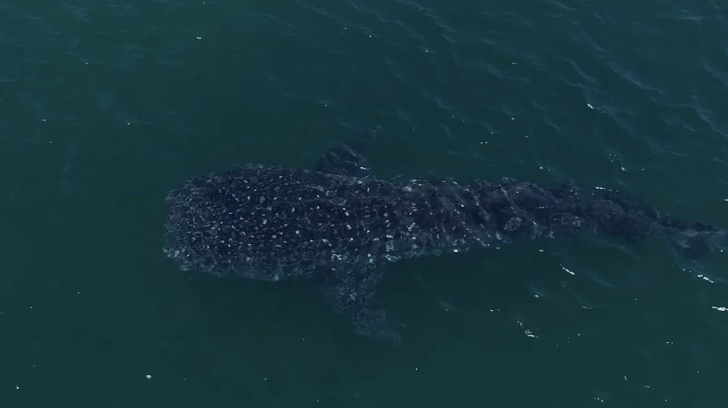 Wal 7vsWild Schweden und Panama Insel.PNG