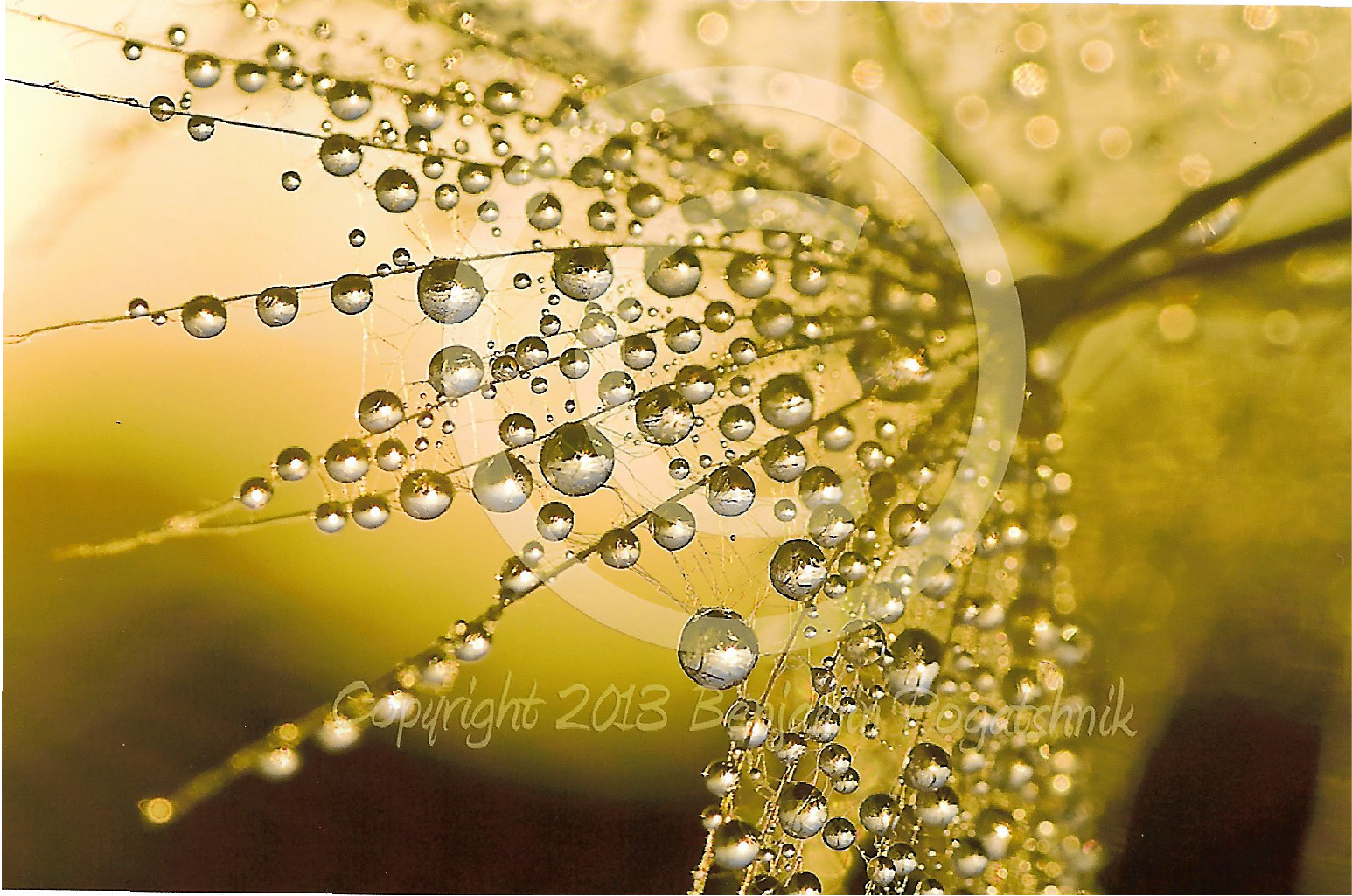 Dewcatcher.png