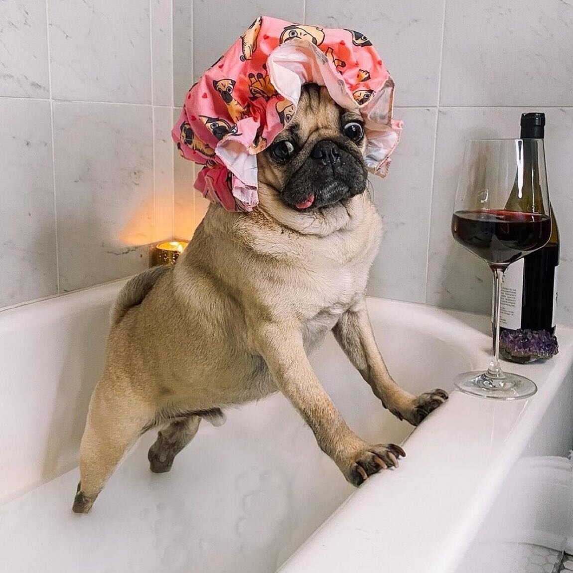 Weekend Goals 🐾🍷

#selfcare #weekendgoals #weekendvibes #happyweekend #hairbrained #randco #pug