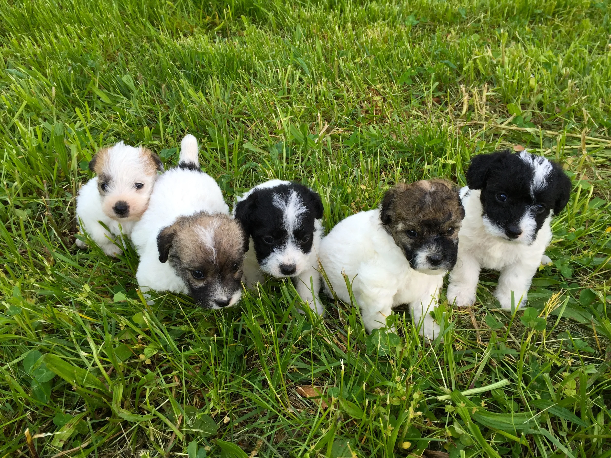 jack russell x poodle puppies for sale