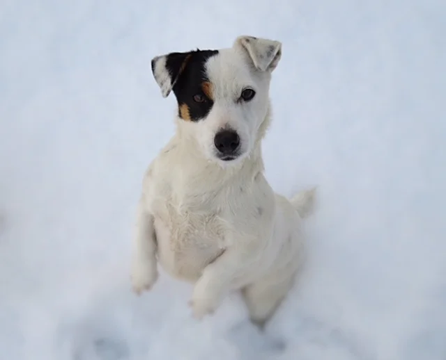 Miss Mango---Female Russell Terrier---Jackapoo Dam
