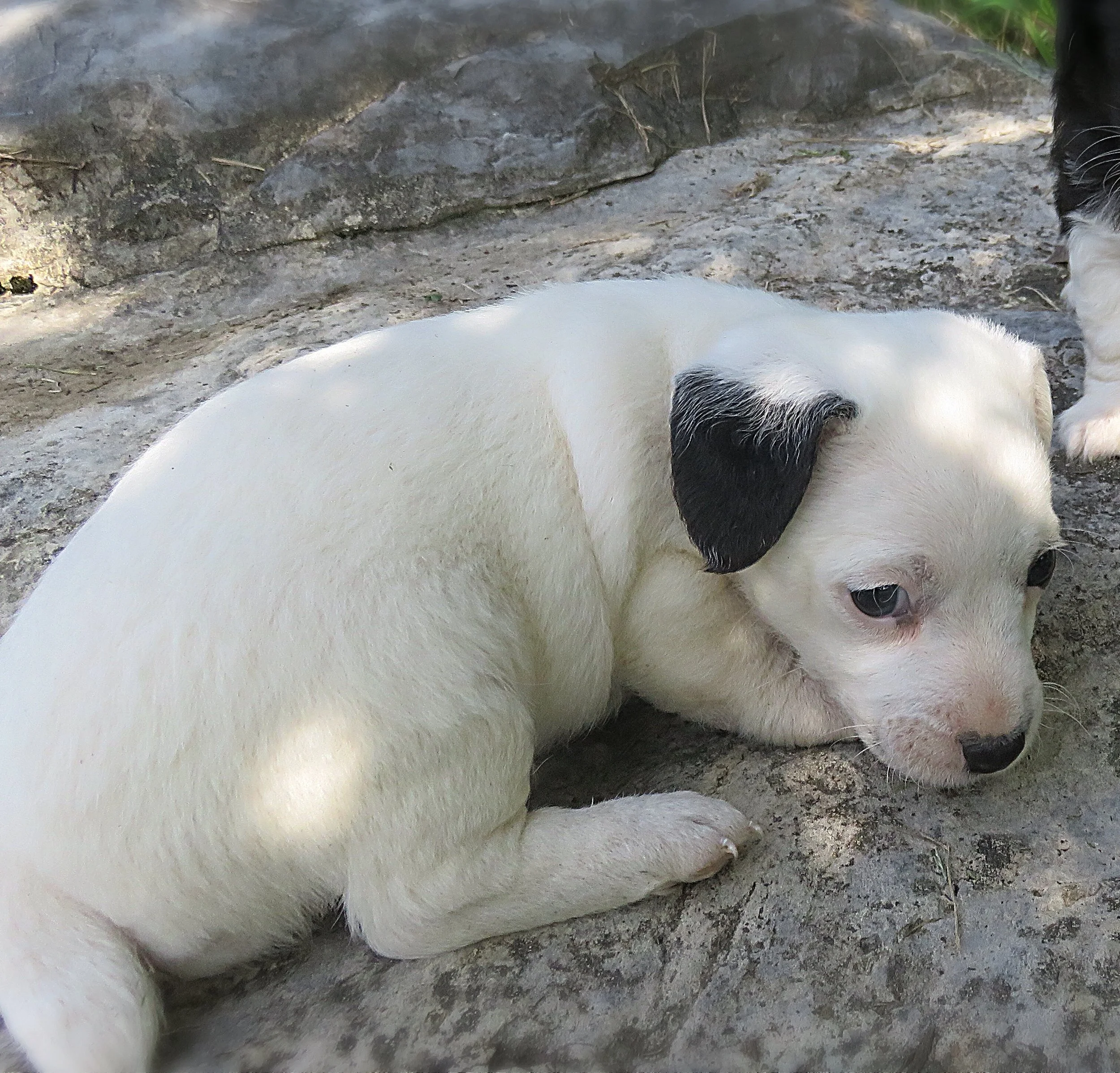 Pooh Bear---Owned by StarView JackaPoos---Future Sire of Jackiepoos 