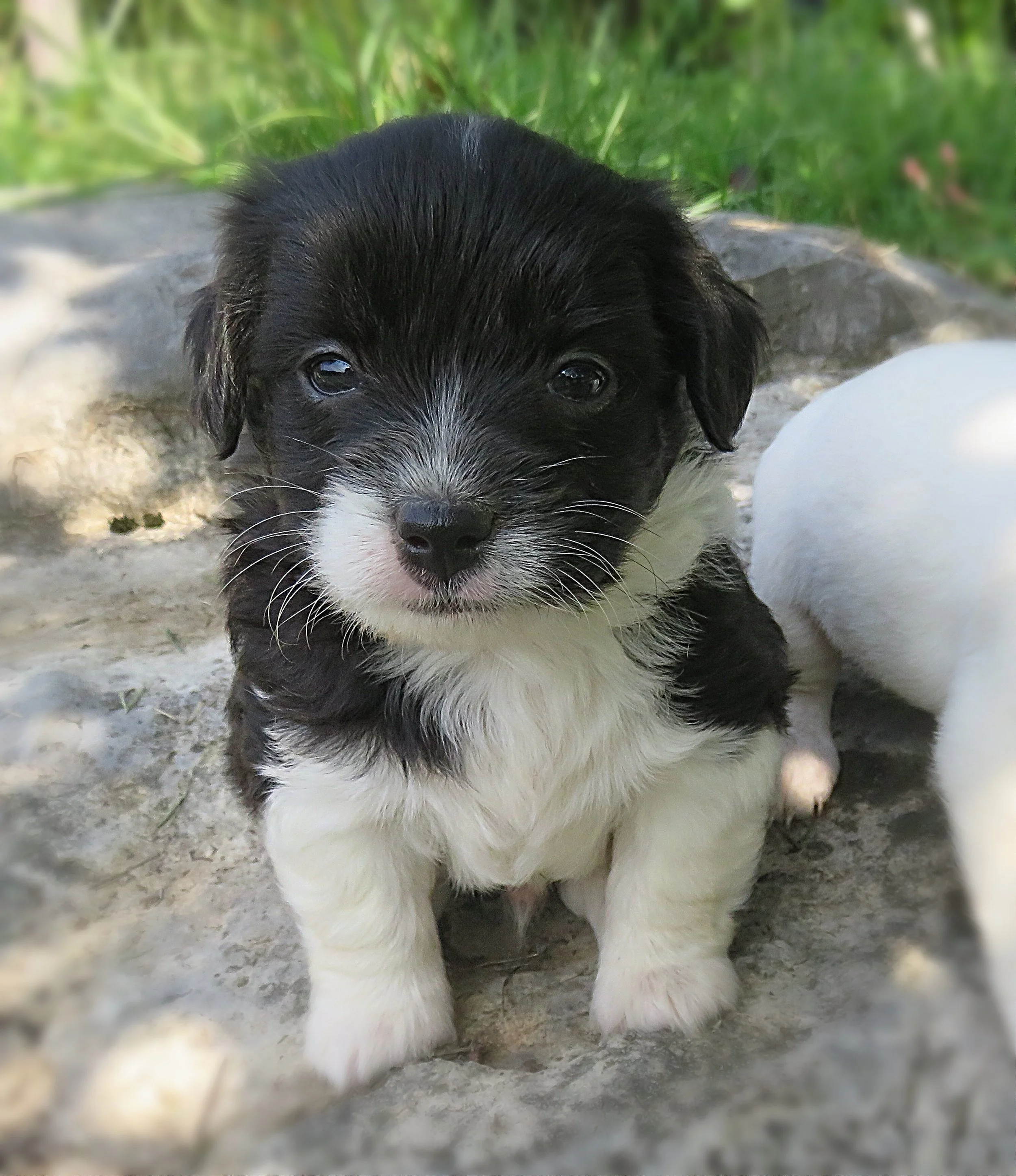 Elvis---Owned by Desiree Gruber, Callum & Kyle McLachlan