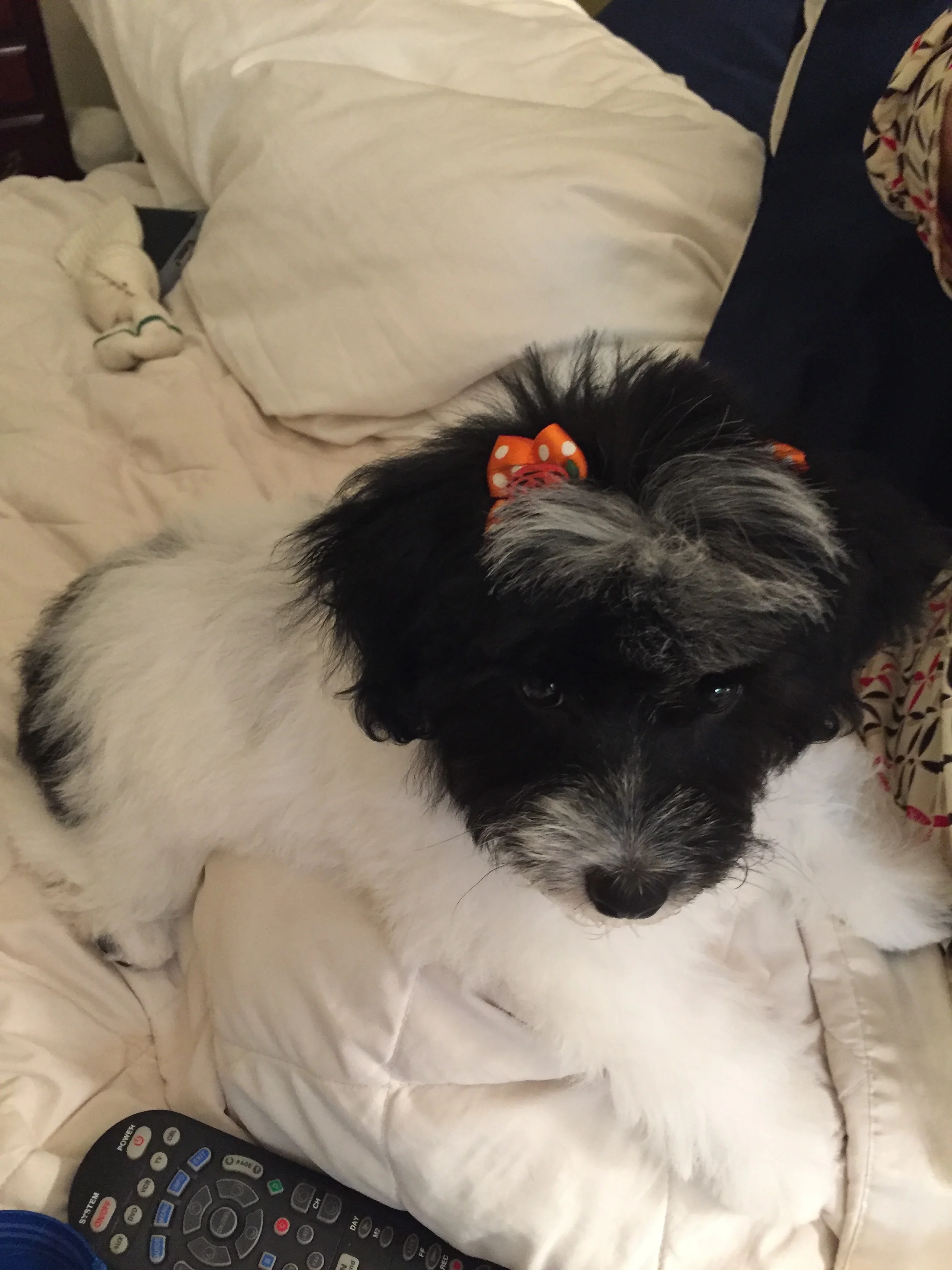 Derby---Female Jackapoo---Owned by Maxine Maynard of Myrtle Beach, SC