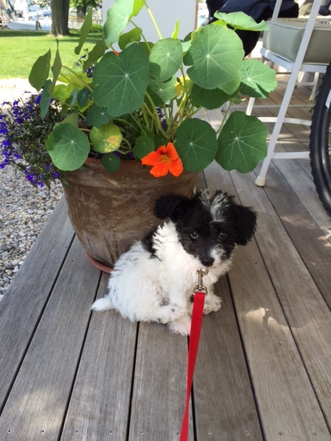 Gracie---Female Jackapoo---Owned by Rick & Linda Kohut 