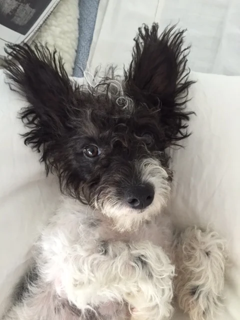 Gracie---Female Jackapoo---Owned by Rick & Linda Kohut 