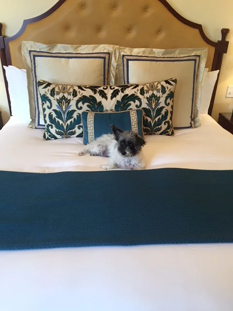 Gracie---Female Jackapoo---Owned by Rick & Linda Kohut of Long Island, NY