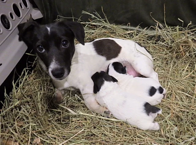Daphne---Black & White Female Jack Russell Terrier---Jackapoo Dam